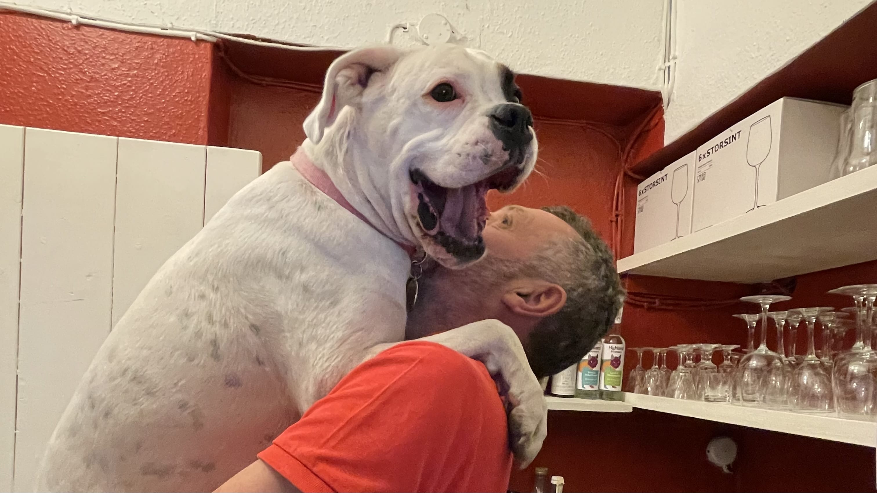 Sophia, a white dog with a pink collar, yawning widely while being held by her owner indoors near shelves of glassware