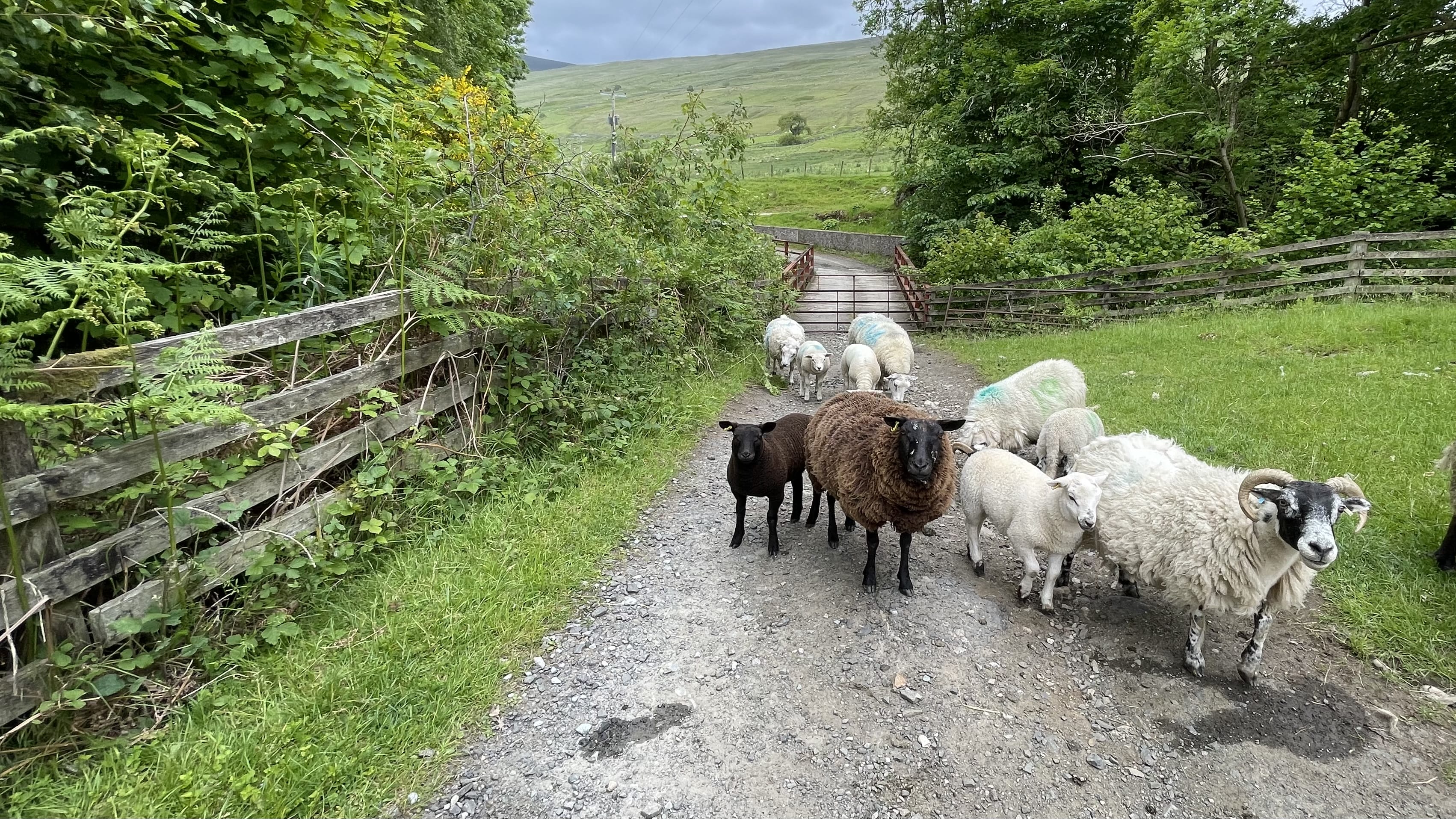 Flock of sheep, including brown, black, and horned varieties, standing on a gravel path along the Rob Roy Way in Scotland, with green hills and farmland in the background.