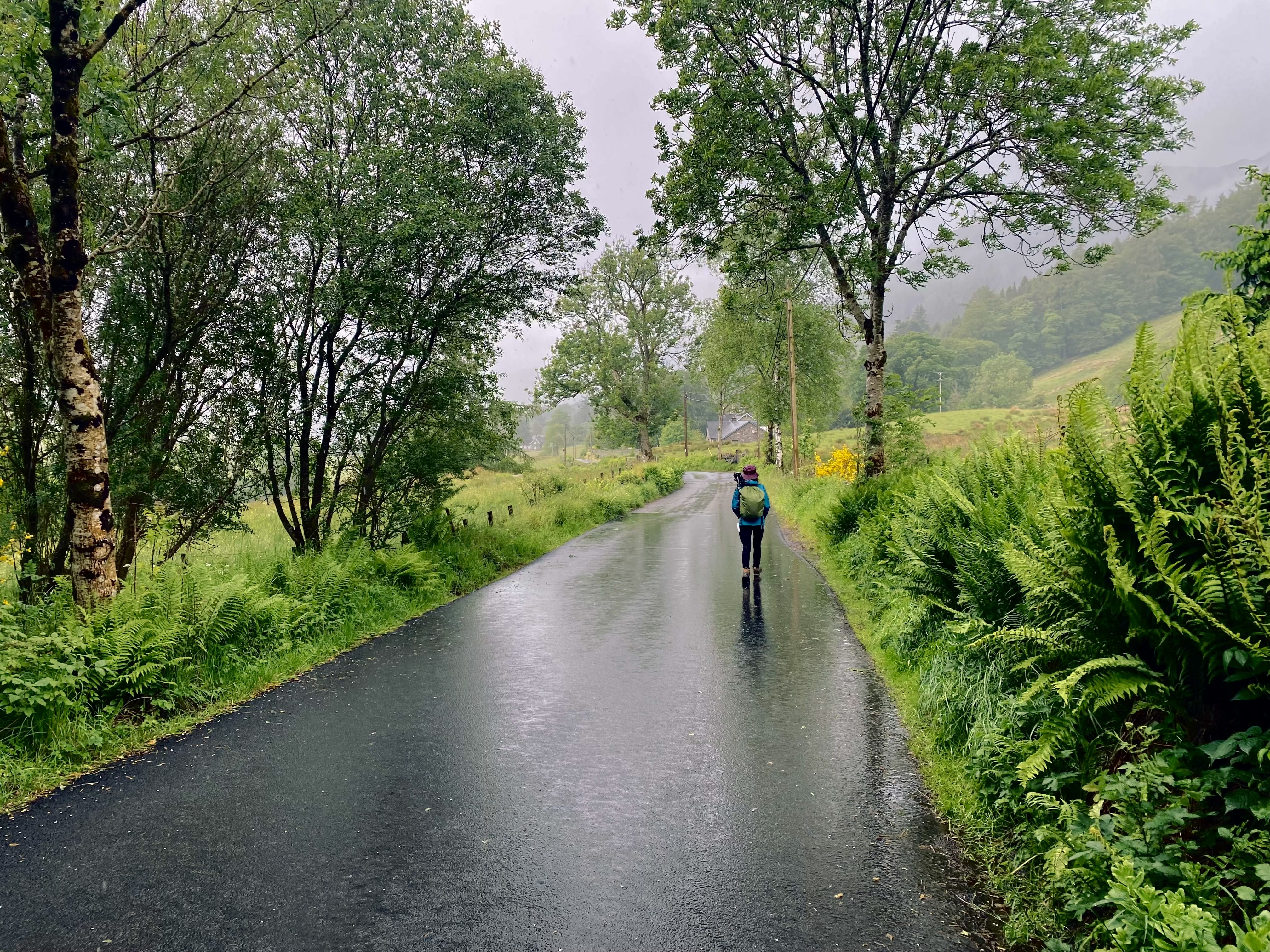 Hiker walking along a rainy road lined with ferns and trees on the Rob Roy Way in Scotland, heading toward Balquhidder and Rob Roy’s grave.