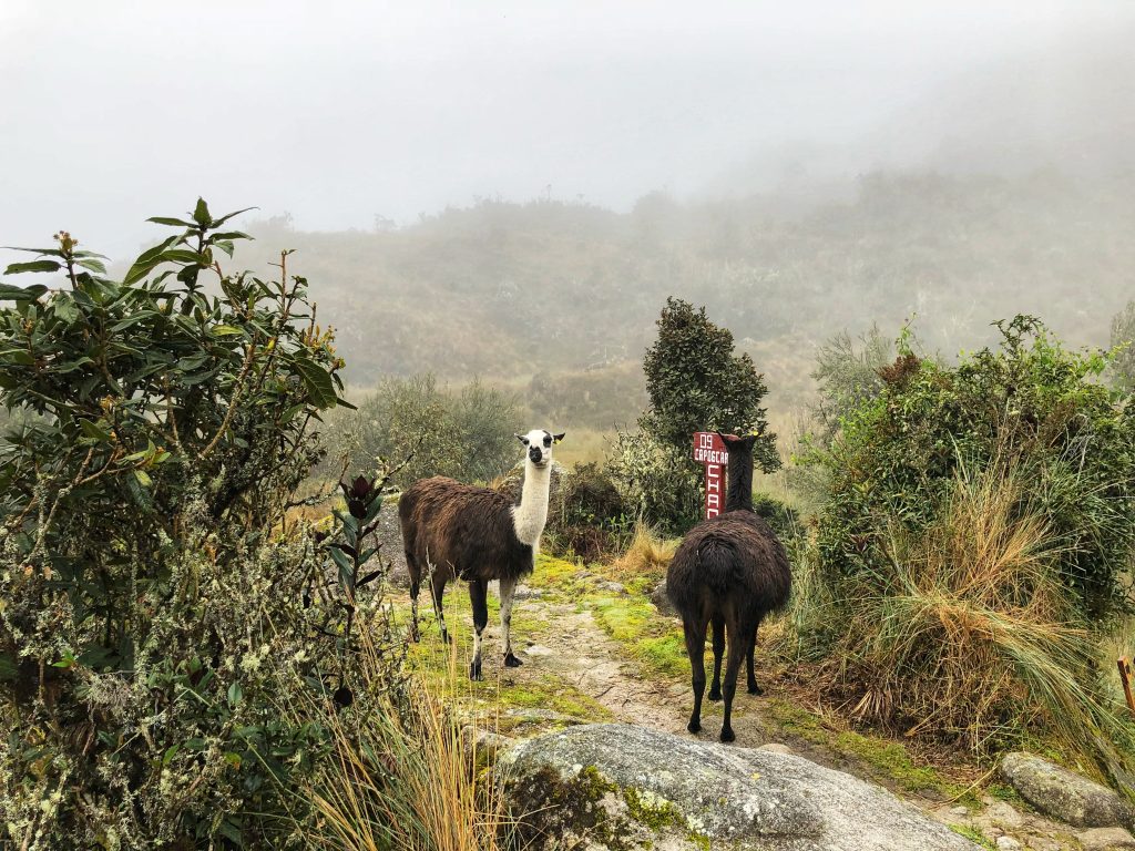 Hiking the Inca Trail, Inca Trail, Peru, Hiking
