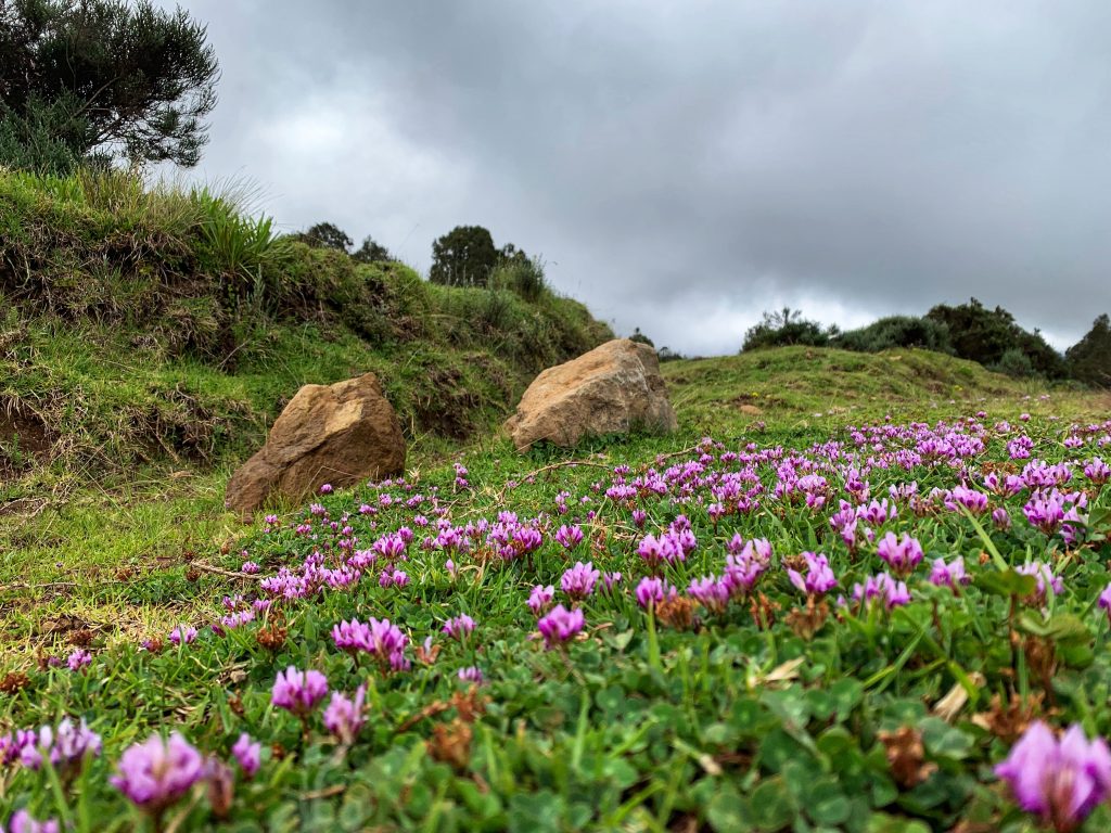 Wildflowers along the road driving toward the Chogoria trailhead for Mount Kenya hiking.