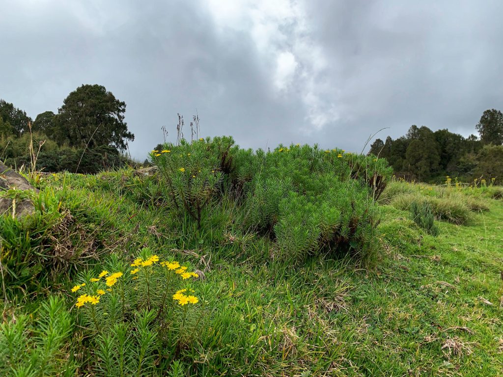 Patch of yellow wildflowers growing among green alpine shrubs beneath a cloudy sky near the start of the Chogoria Route on Mount Kenya.