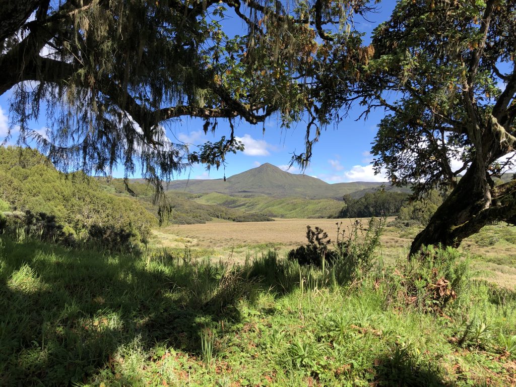 View of Mount Kenya peak framed by forest on Chogoria Route hike.