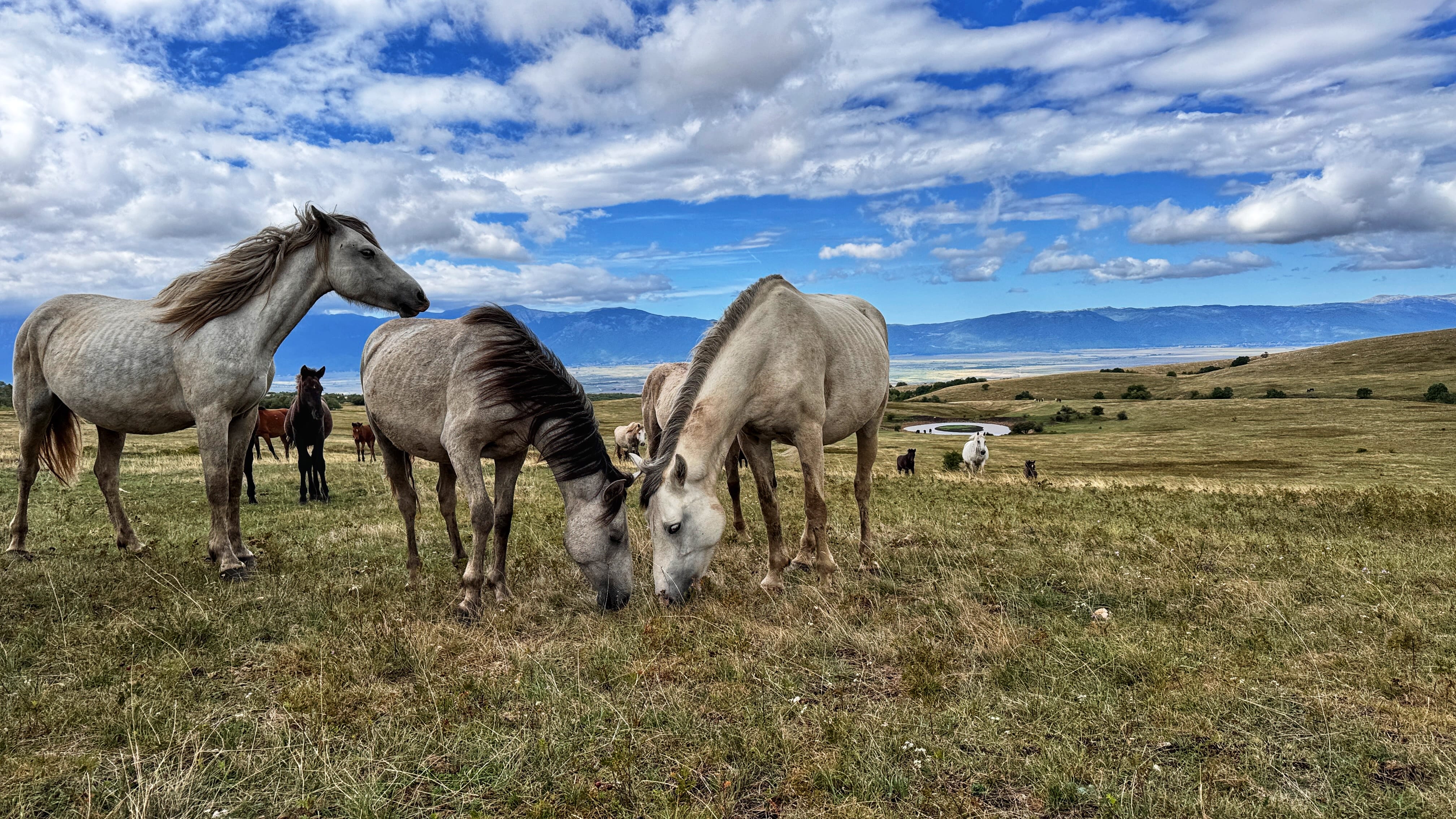 Wild horses grazing in the Cincar Mountains of Bosnia and Herzegovina