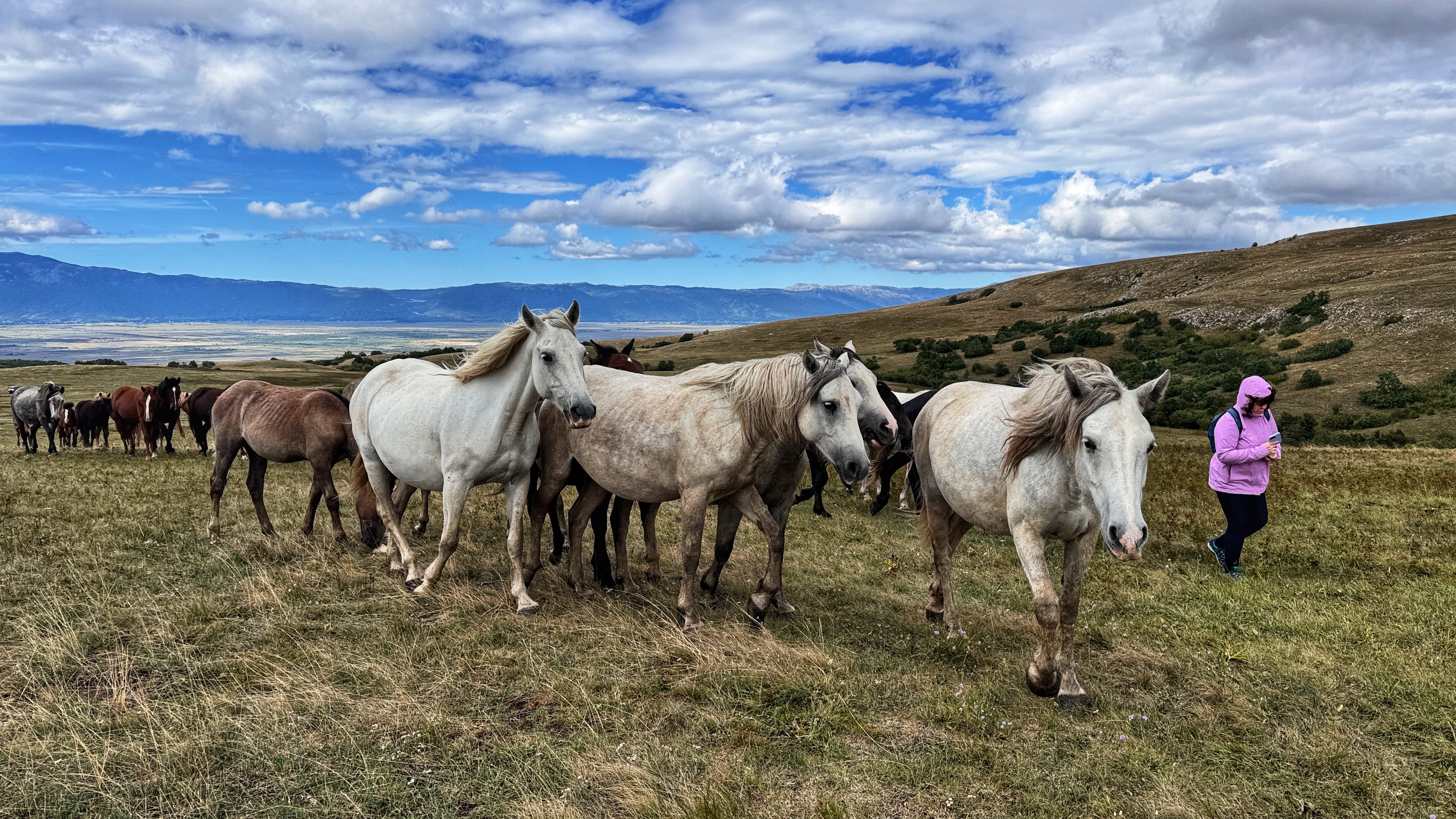 White and brown wild horses walking through alpine grasslands in the Balkans