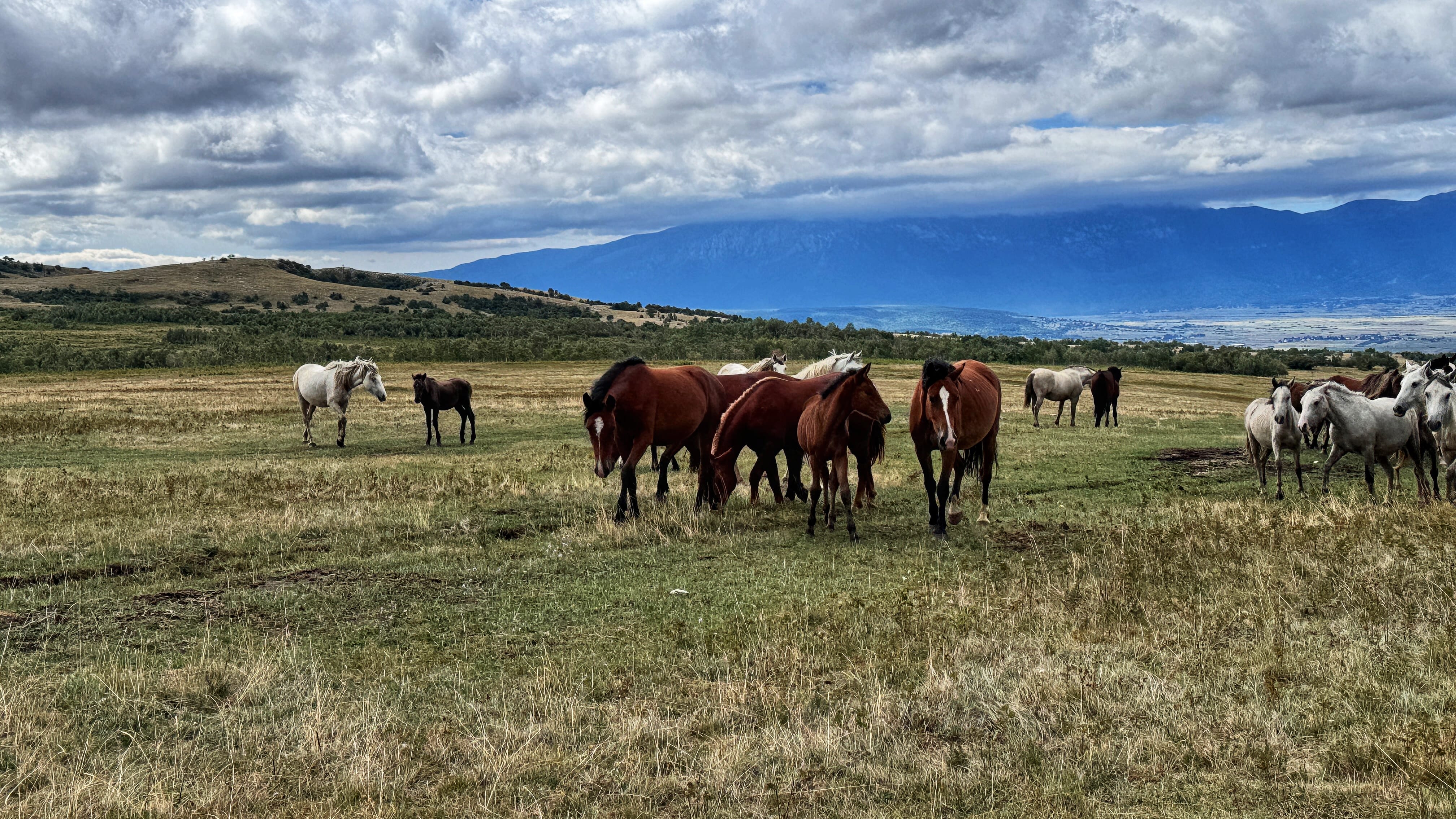 A herd of wild horses in front of the Cincar Mountain range under dramatic skies