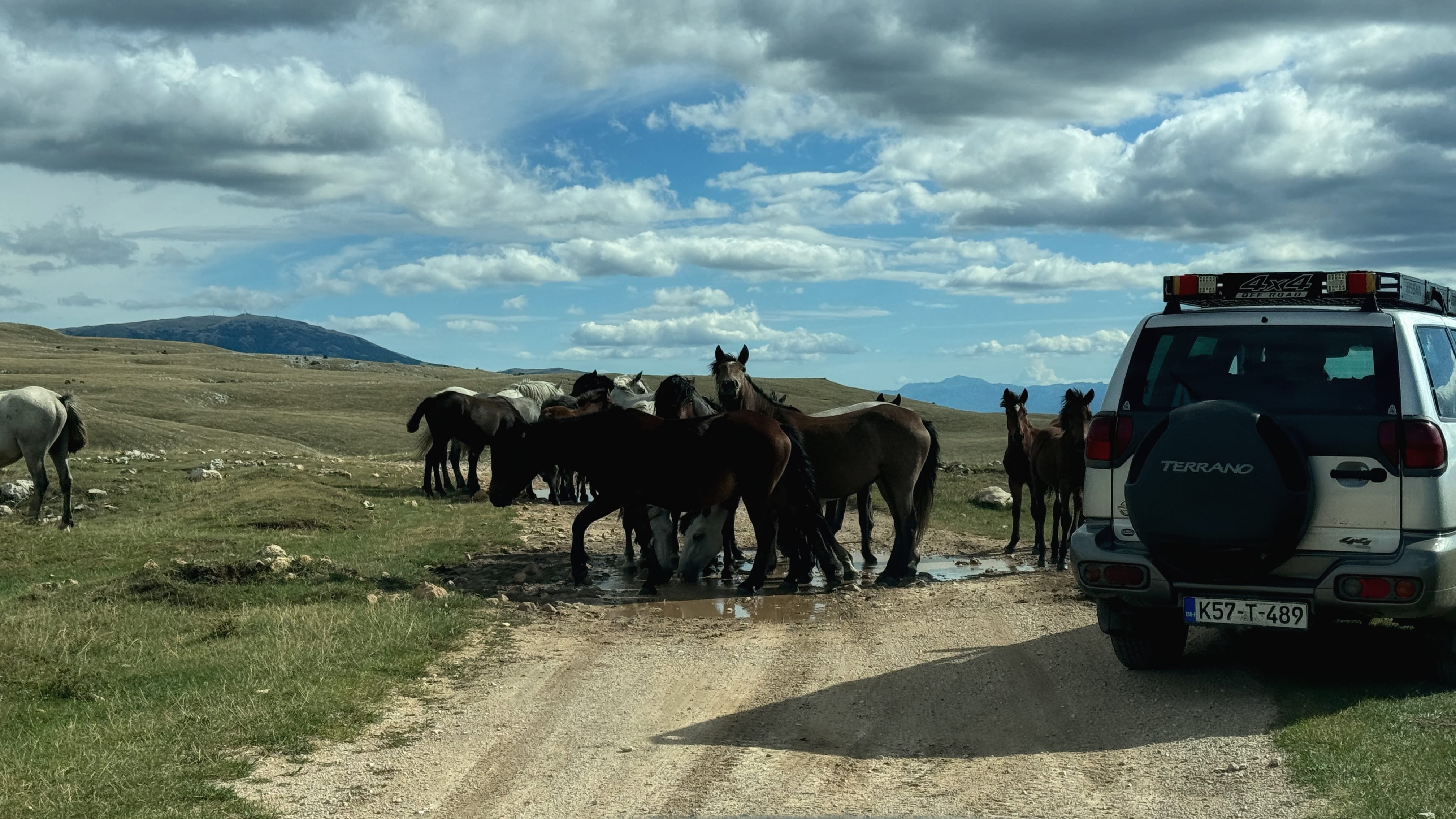 Wild horses crossing a dirt road beside a 4x4 in the remote Cincar region