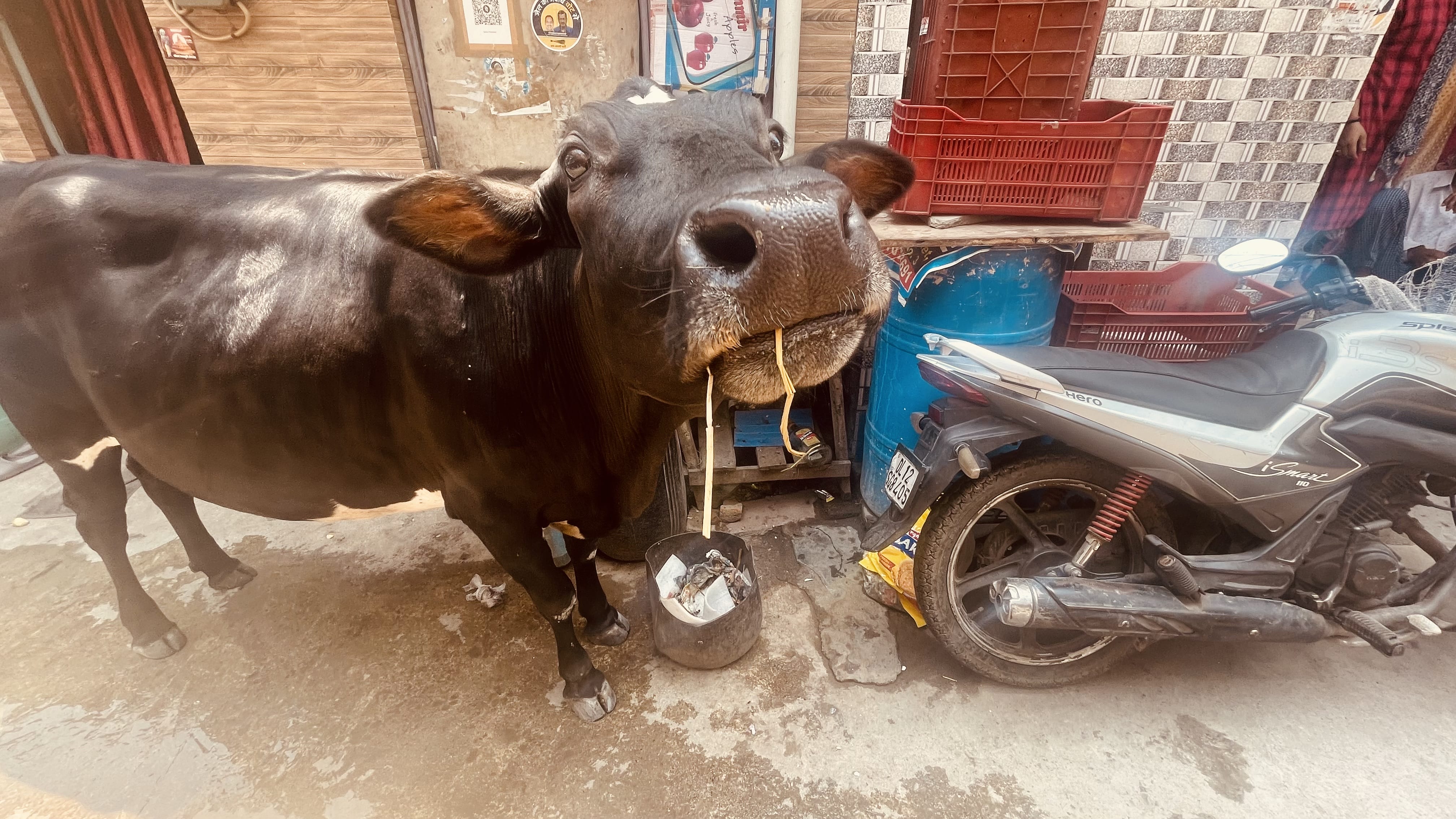 : Close-up of a black cow chewing on food in a narrow Delhi alley, standing beside a motorcycle and a blue water barrel.