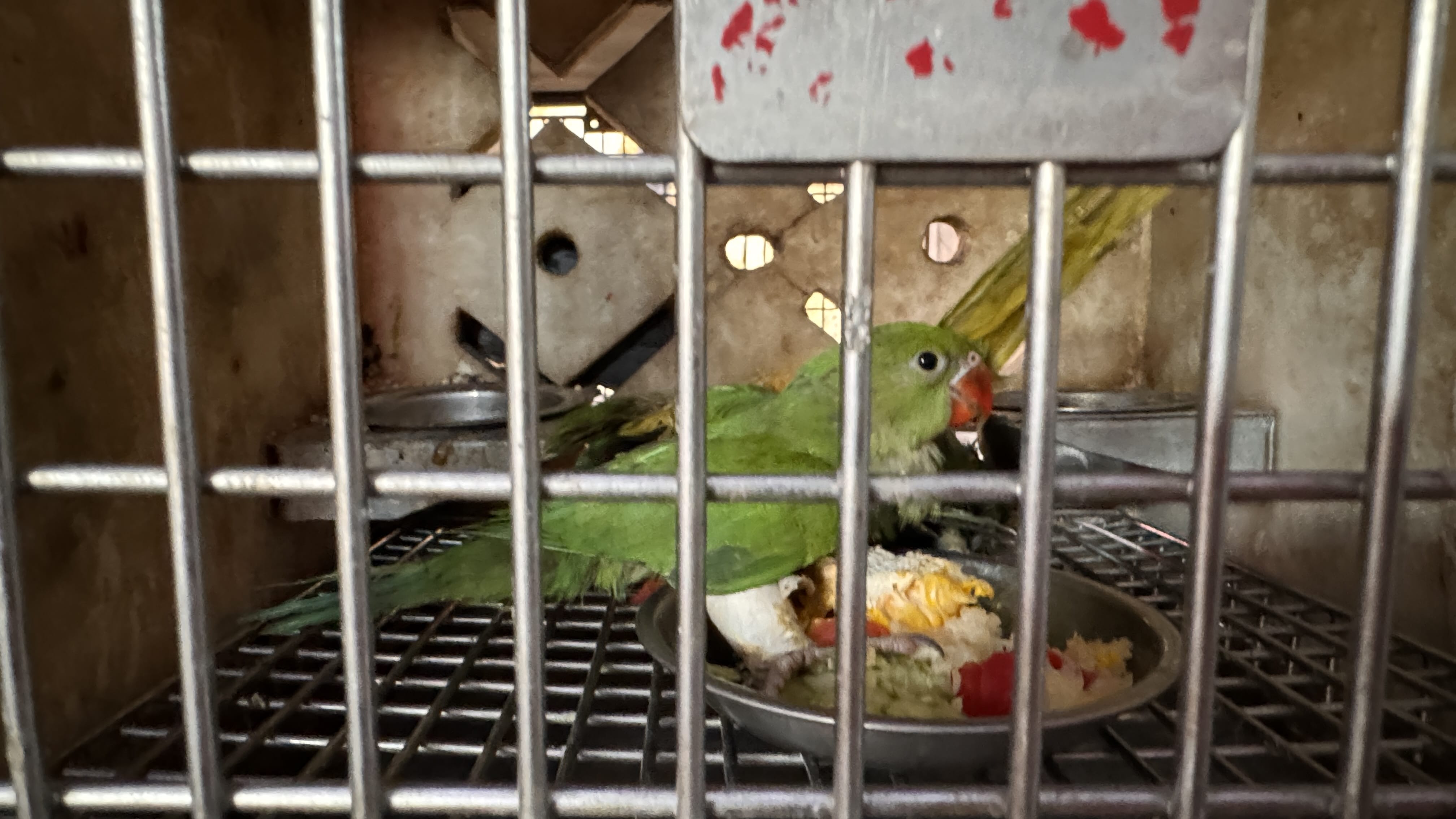 Close-up of a green parrot with an orange beak inside a small metal cage at a bird hospital in Old Delhi.