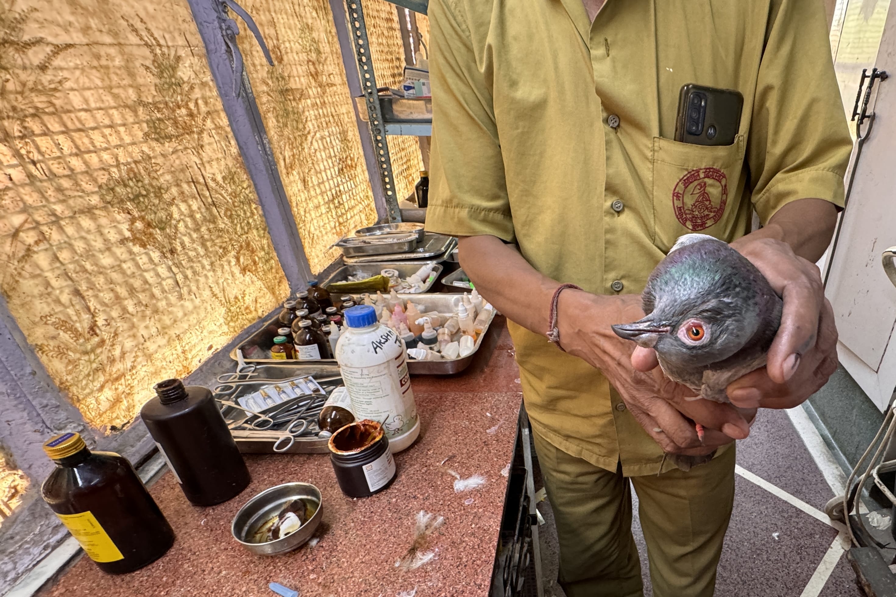 A caretaker gently holding an injured pigeon inside a clinic with medical supplies on the counter.