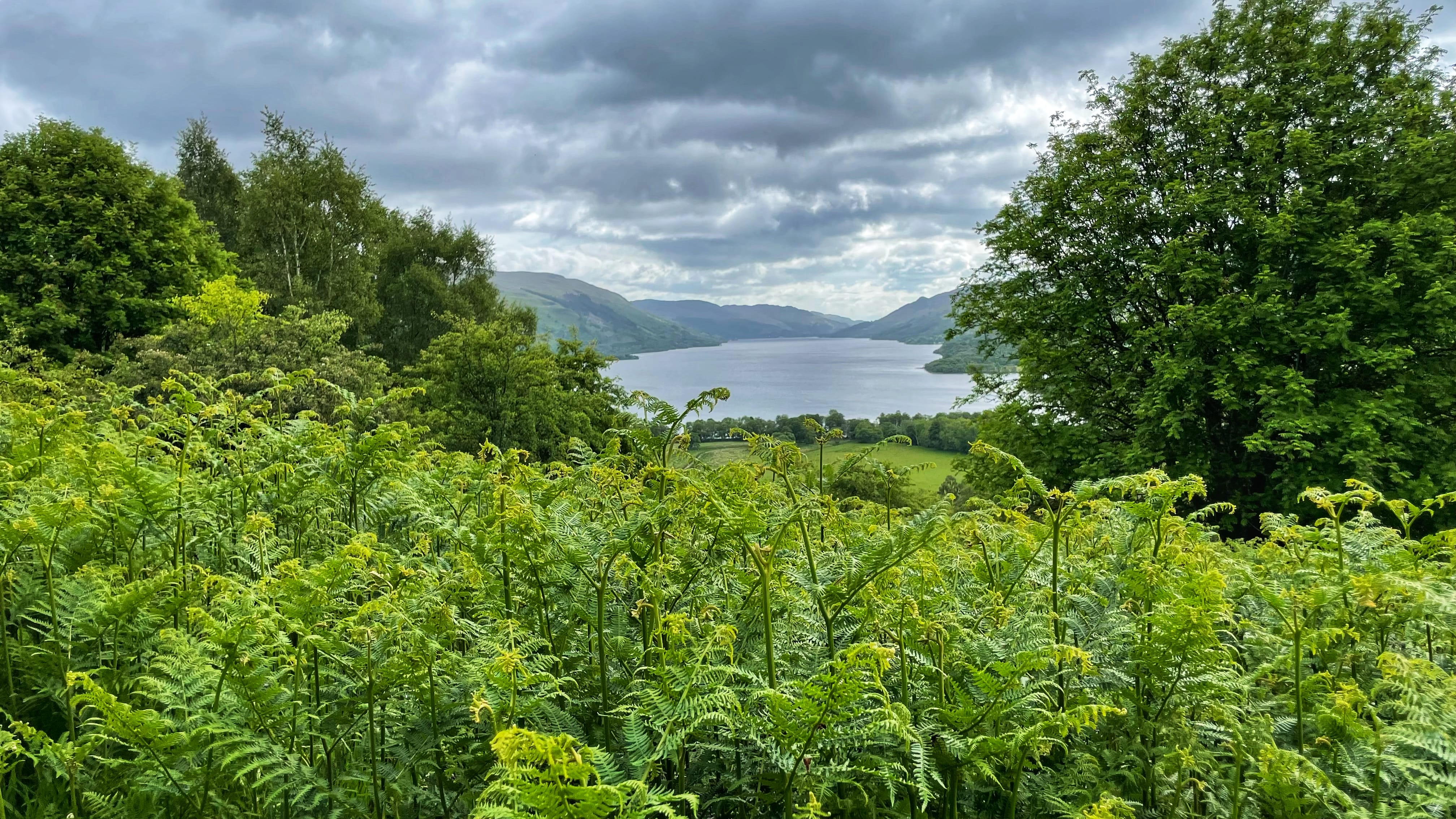 A scenic view of Loch Earn surrounded by hills, with green ferns and dense trees in the foreground under a moody sky whileHiking the Roy Roy Way, Scotland