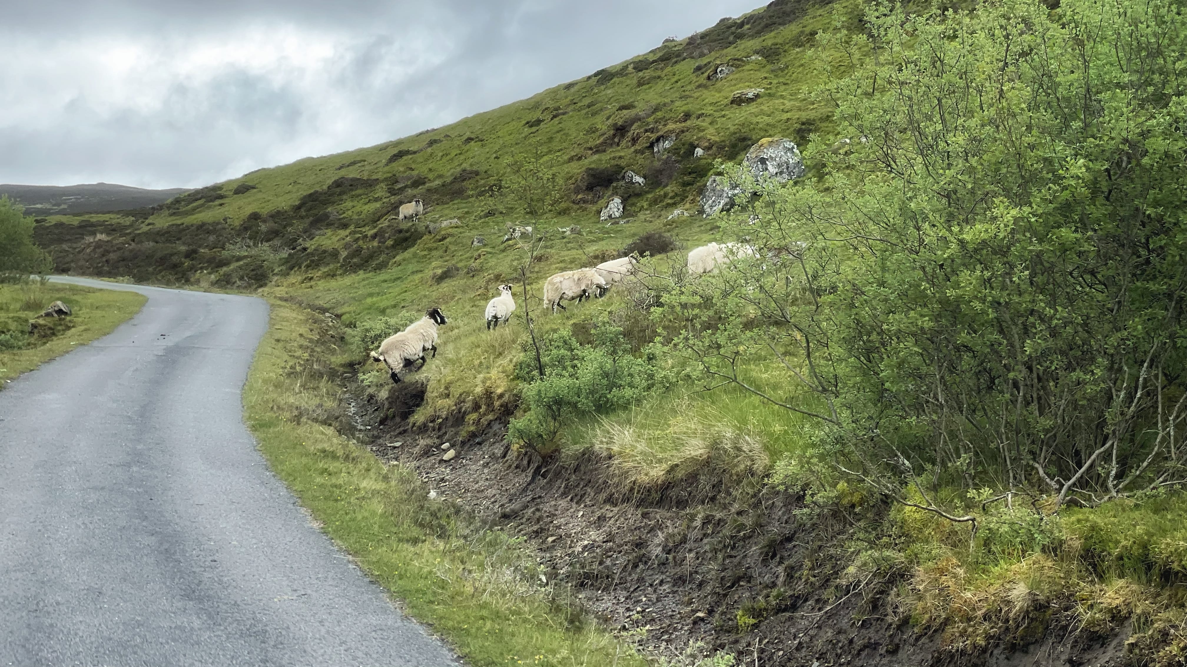 A group of sheep cross a narrow country road in a remote part of the Scottish Highlands, with dense forest and hills surrounding the