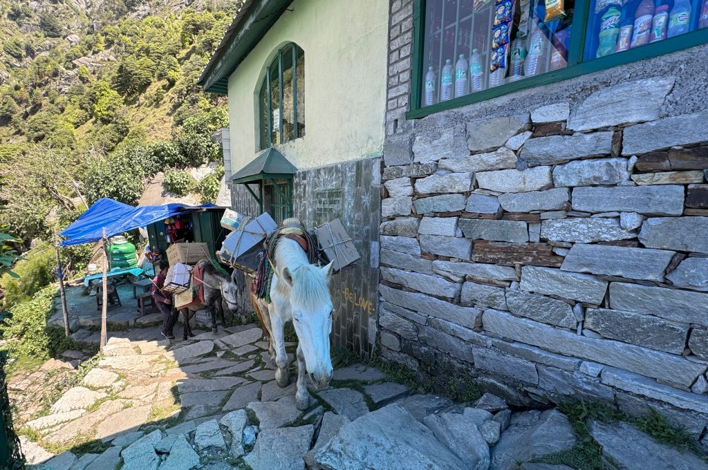 A white mule loaded with supplies standing on a stone path beside a mountain shop.