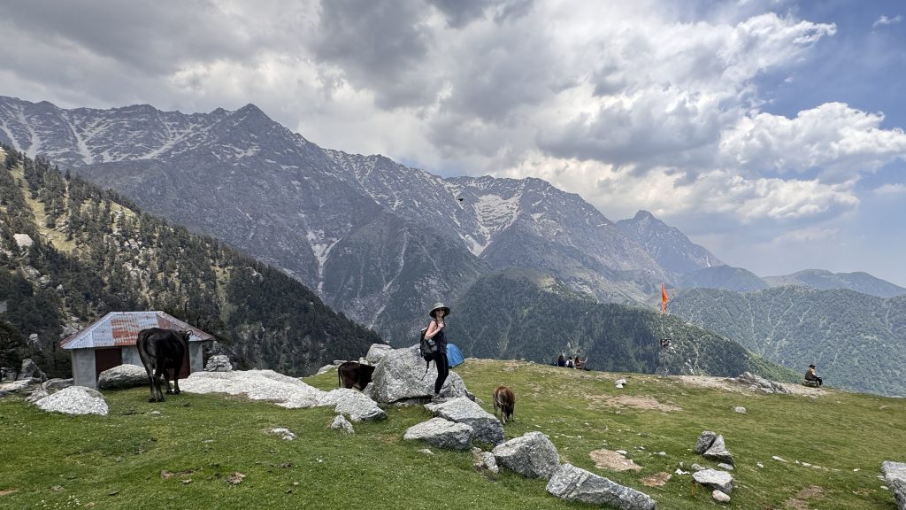 Woman standing on a rocky patch surrounded by goats, with the Dhauladhar Range in the background