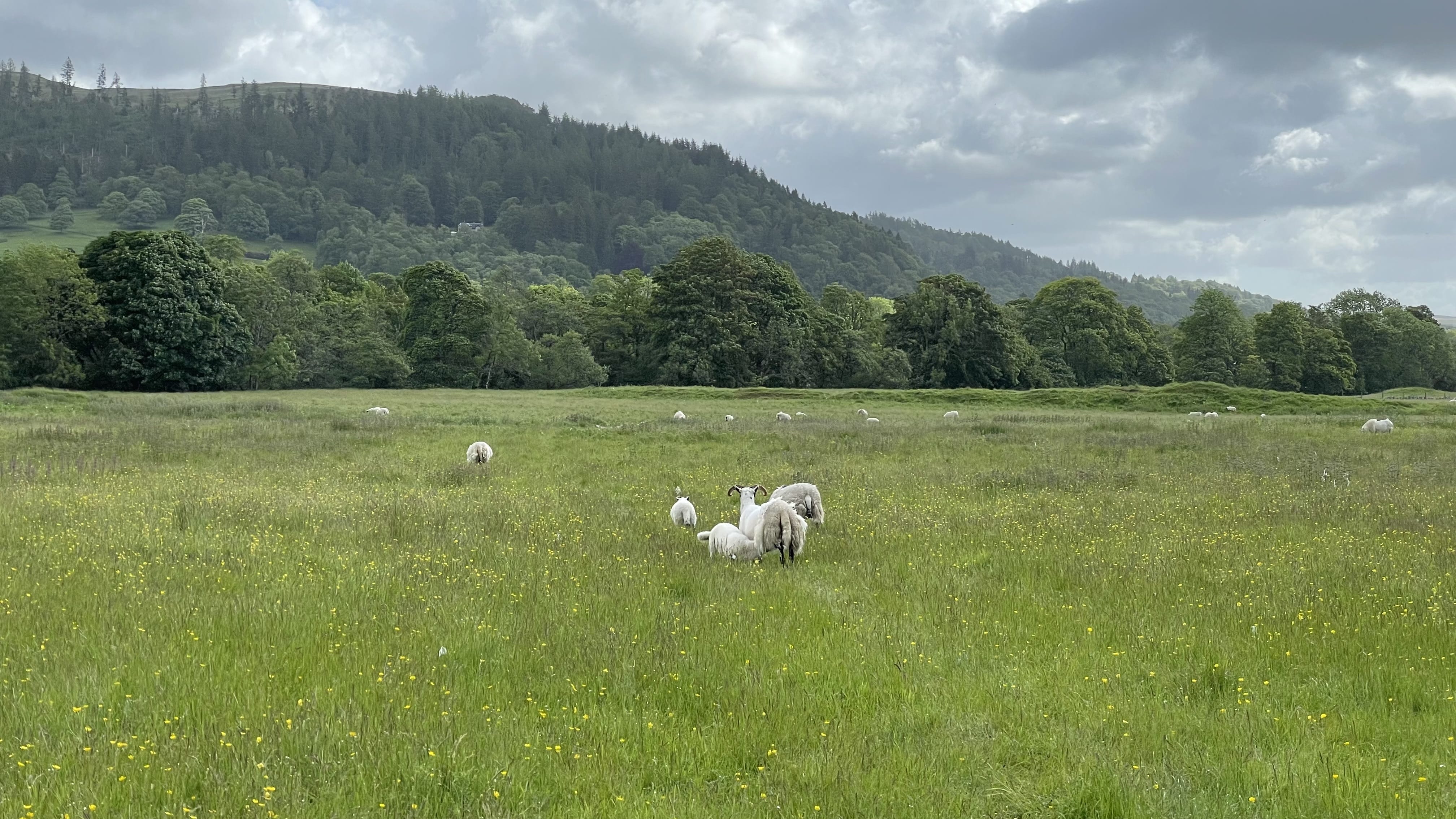 Sheep grazing in a wide green meadow with hills and forested slopes in the background along the Rob Roy Way.