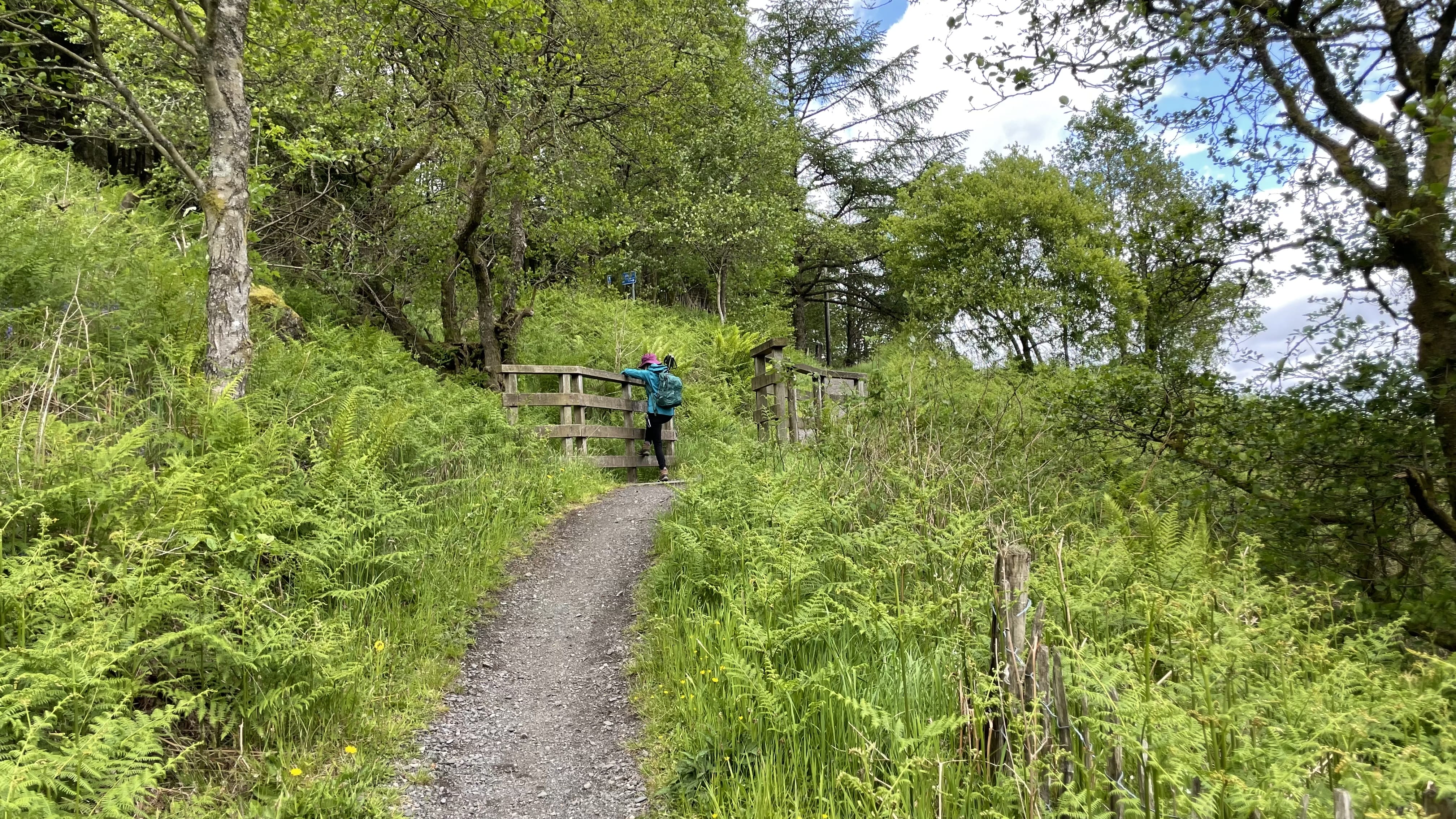 A hiker with a large backpack and purple hat walks up a gravel path toward a wooden gate, surrounded by dense green ferns and trees in Scotland.