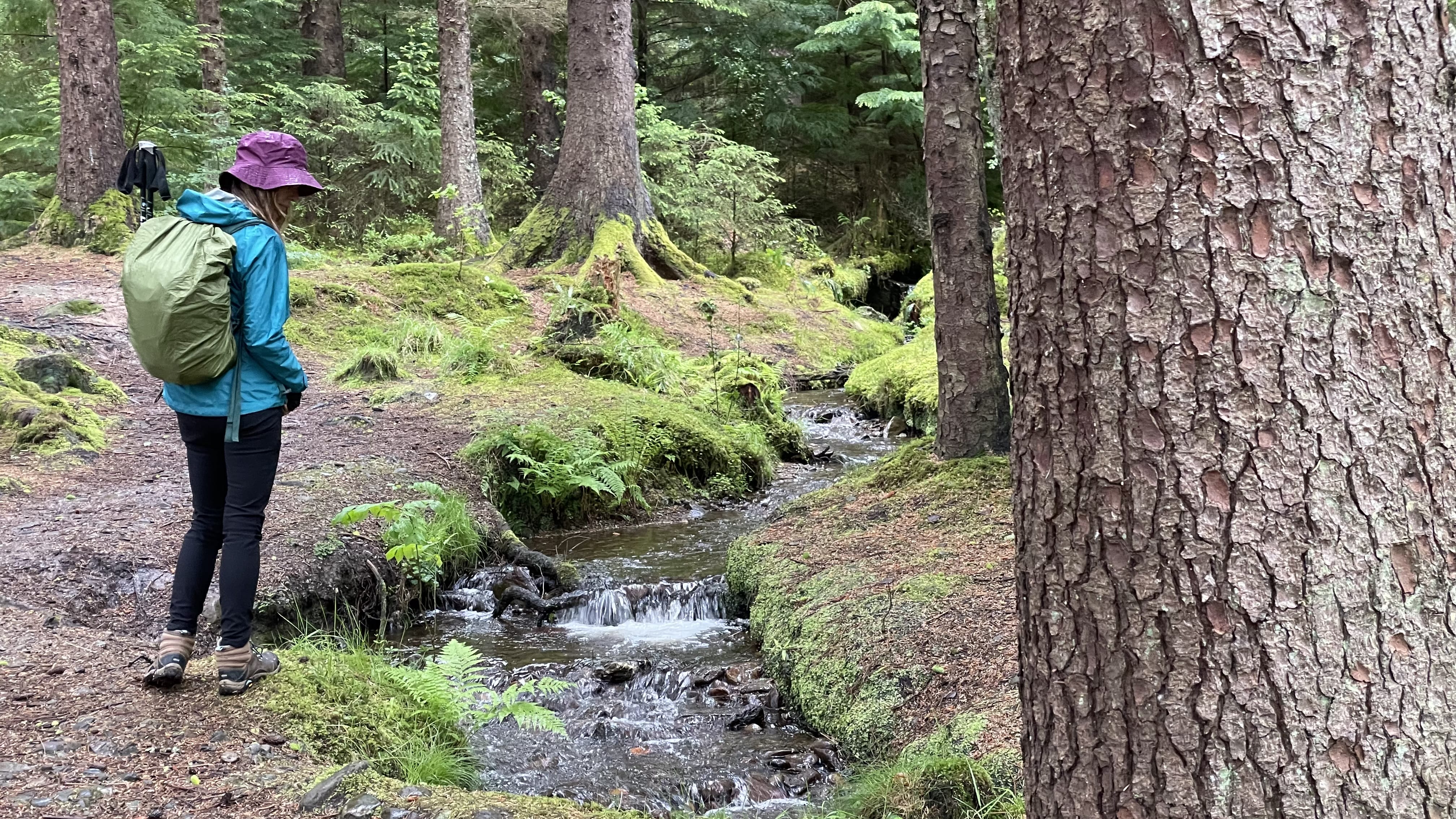A hiker stands beside a small woodland stream flowing through mossy forest terrain.