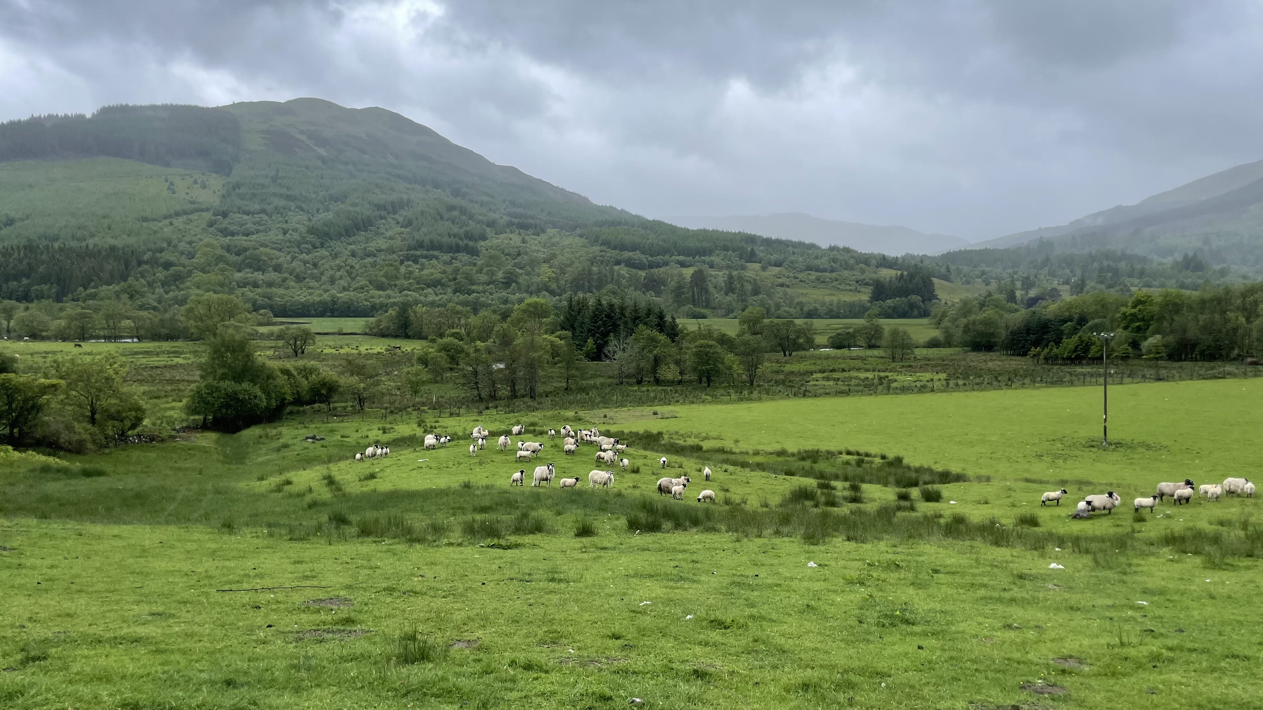 Flock of sheep grazing in a green valley beneath forested hills with heavy clouds overhead while hiking the Roy Roy Way, Scotland