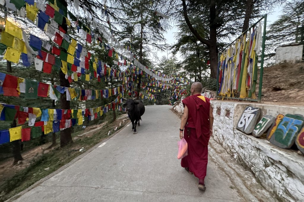 A Tibetan Buddhist monk in red robes walks along a tree-lined path filled with colorful prayer flags, as a black cow approaches from the opposite direction.