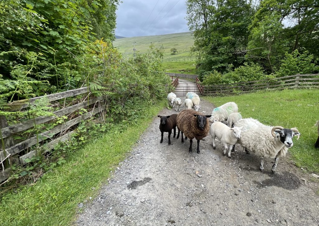 A group of sheep, including one black and one brown sheep, stand on a gravel path near a wooden bridge in the Scottish Highlands, surrounded by lush greenery and hills which we saw Hiking the Rob Roy Way, Scotland
