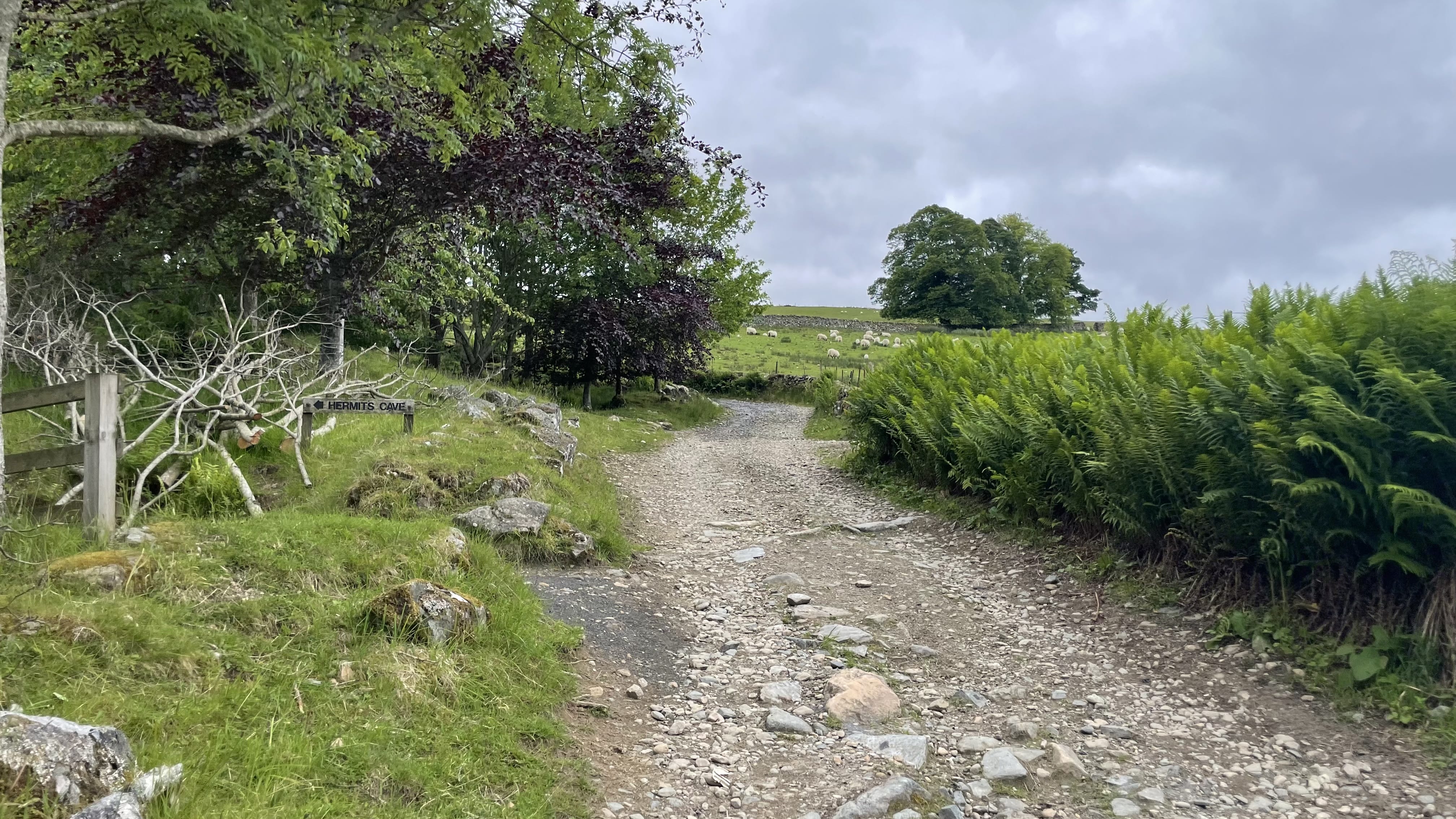 Rocky trail lined with trees and ferns near Acharn, Scotland, with a wooden sign pointing to “Hermit’s Cave” and sheep visible on the grassy hillside in the distance.