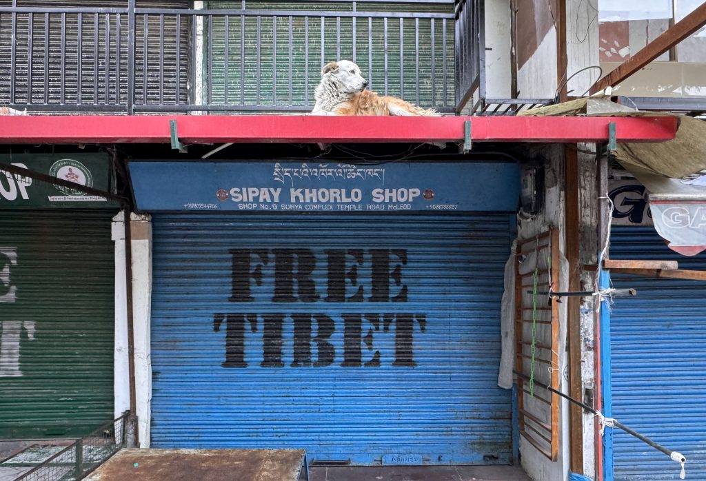 A midday siesta above a quiet but powerful reminder. McLeod Ganj is more than a mountain town—it’s the home of the Tibetan government-in-exile, the Dalai Lama, and thousands of displaced Tibetans still hoping for freedom- McLeod Ganj itinerary