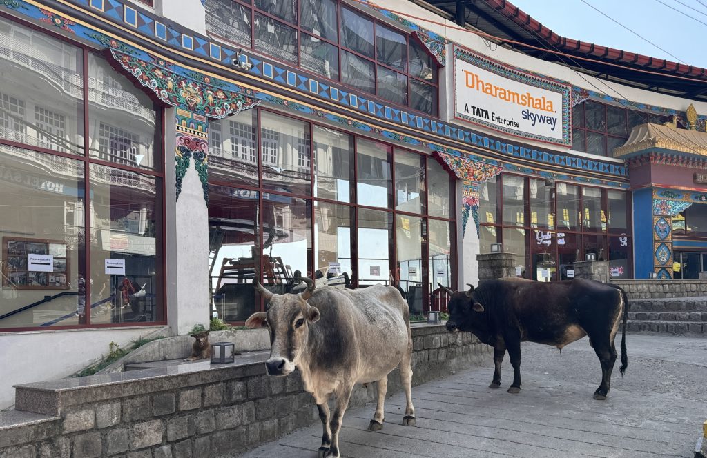 Two cows standing in front of the Dharamsala Skyway building, which features colorful Tibetan-style trim