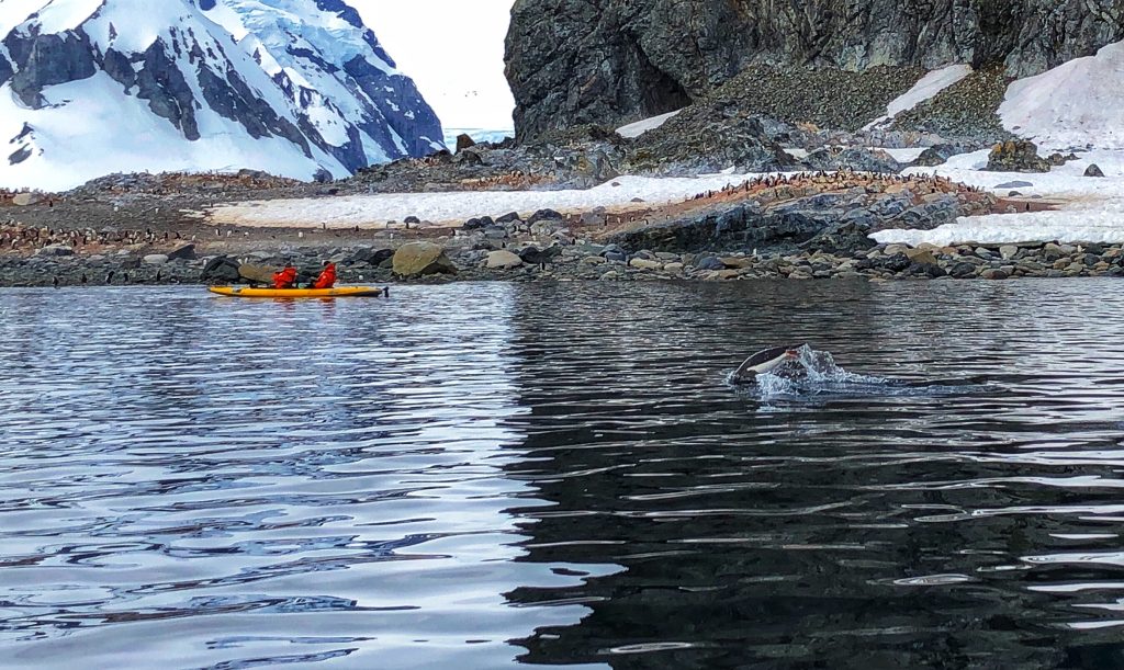 Kayakers in a yellow tandem kayak near Cuverville Island during an Antarctica cruise, with a penguin porpoising in the water and a large colony visible on the snowy shore.