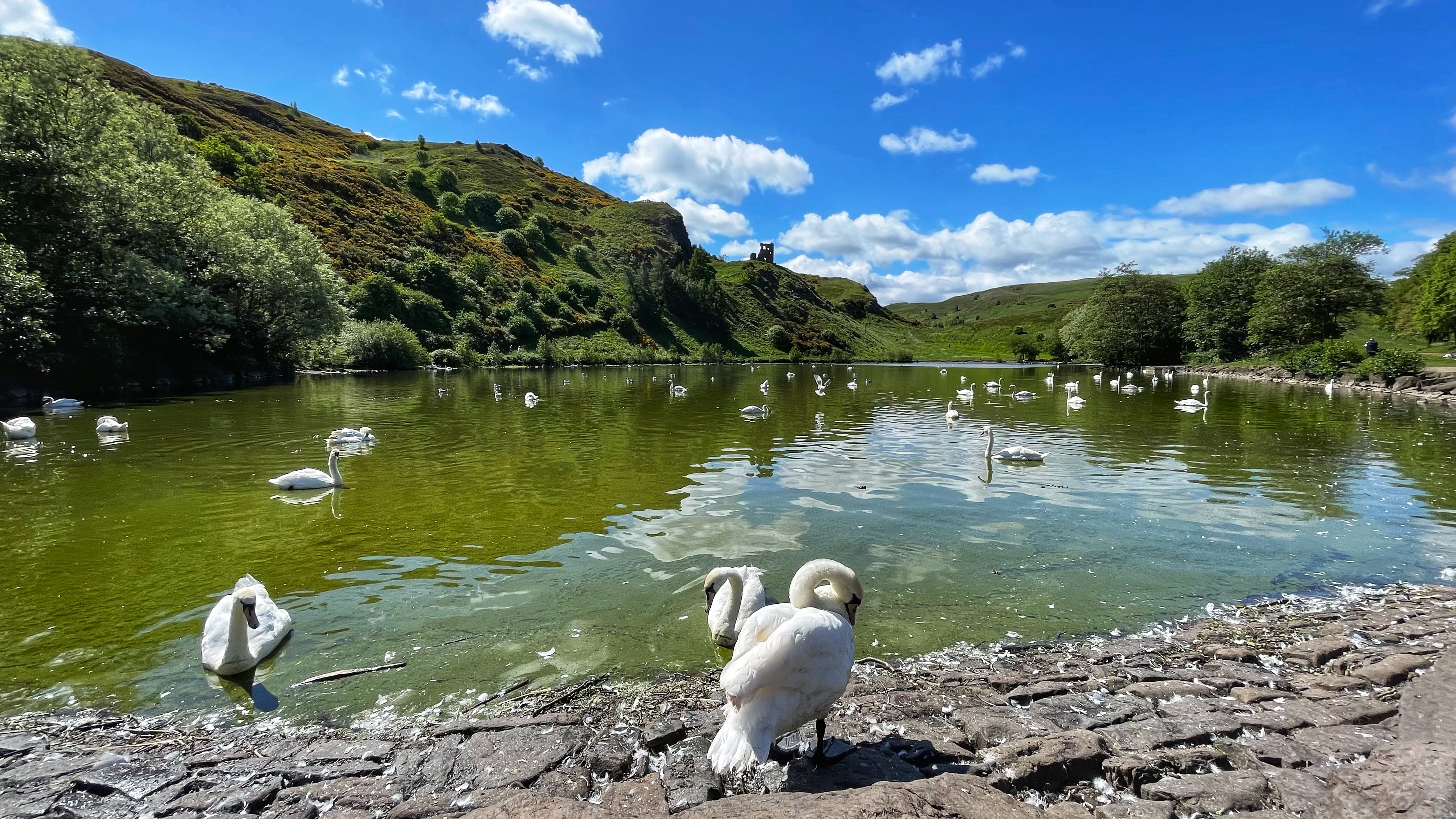 Swans on St. Margaret’s Loch in Holyrood Park, a scenic stop while exploring Edinburgh in 4 days.
