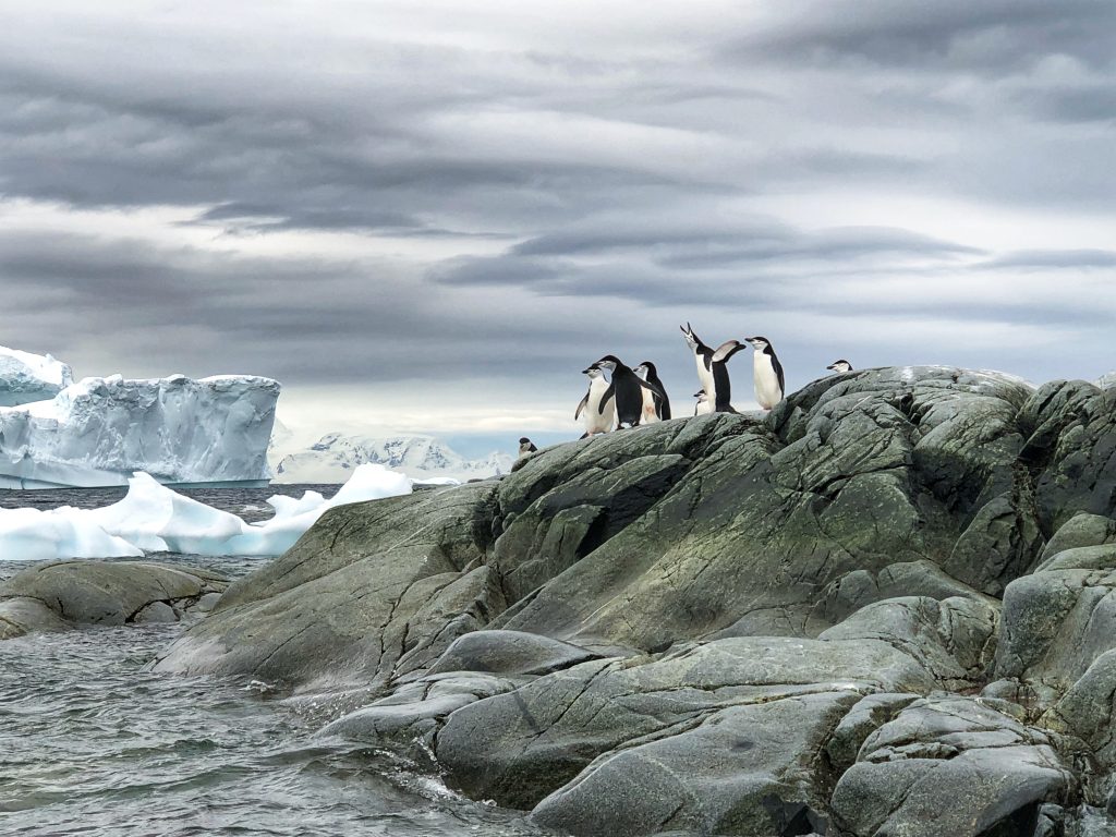 Four penguins standing in a row on smooth grey rock during an Antarctica cruise near Useful Island, with a snow-covered slope in the background.