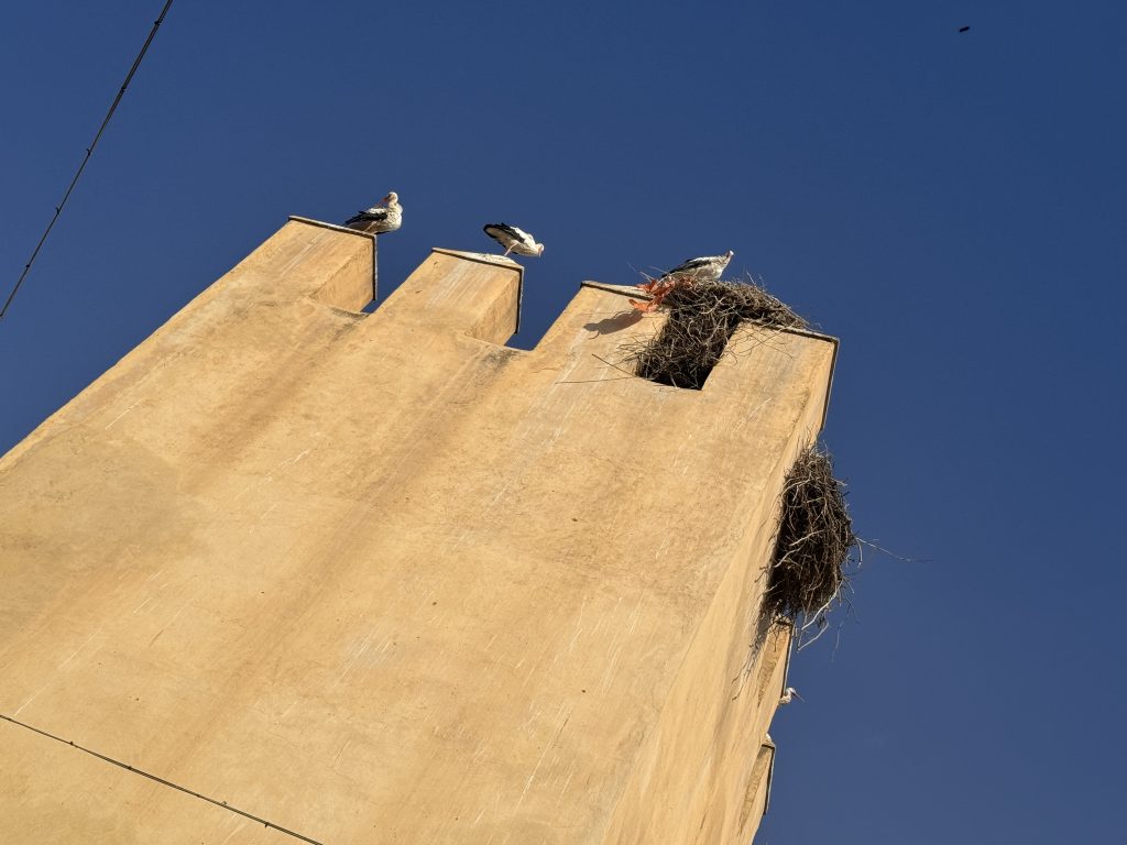 Storks nesting atop Bab Semmarine, one of the old city gates of Fes. The birds return year after year, towering above the medina like they own the place.