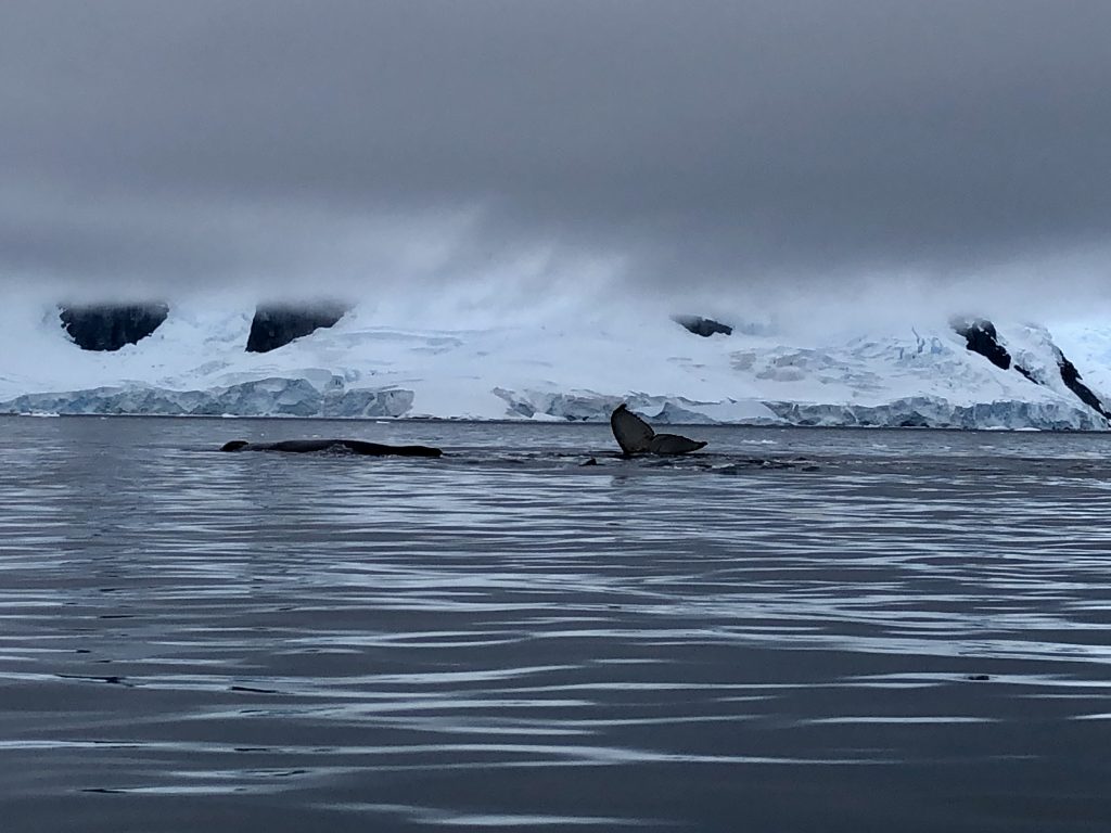 A humpback’s fluke rises against a backdrop of glaciers and low clouds—an unforgettable Zodiac encounter.