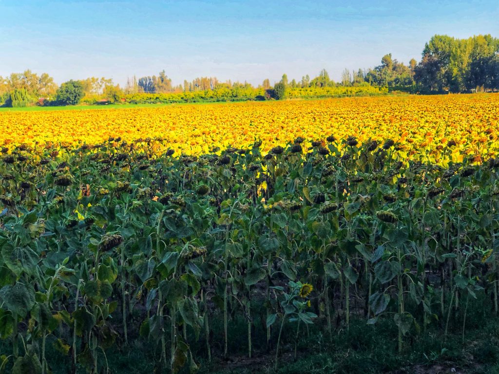 Vast sunflower fields near Santiago, Chile, glowing golden in the afternoon sun – 4 days in Santiago itinerary.