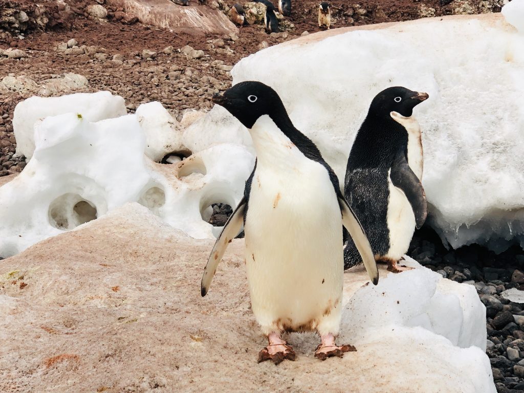Two Adélie penguins standing on gritty Antarctic ice at Paulet Island, with a backdrop of rocky terrain and melting snow.