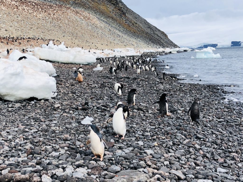 Hundreds of Adélie penguins walking along the rocky coastline of Paulet Island, Antarctica, with snow patches and floating icebergs offshore