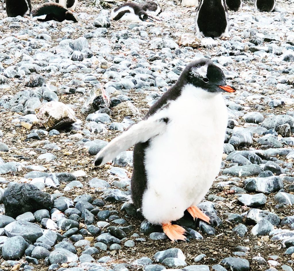 A juvenile gentoo penguin with fluffy feathers standing on a rocky beach in Antarctica.