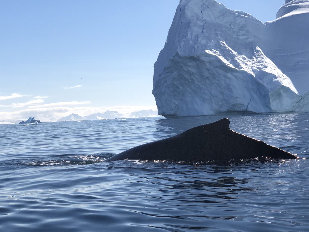 A humpback whale’s dorsal fin breaks the surface of the water near a massive iceberg in Antarctica, with distant mountains visible on the horizon.