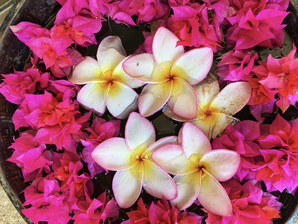 Close-up of pink bougainvillea and white frangipani flowers floating in water at a Zanzibar spa —3 Days in Zanzibar