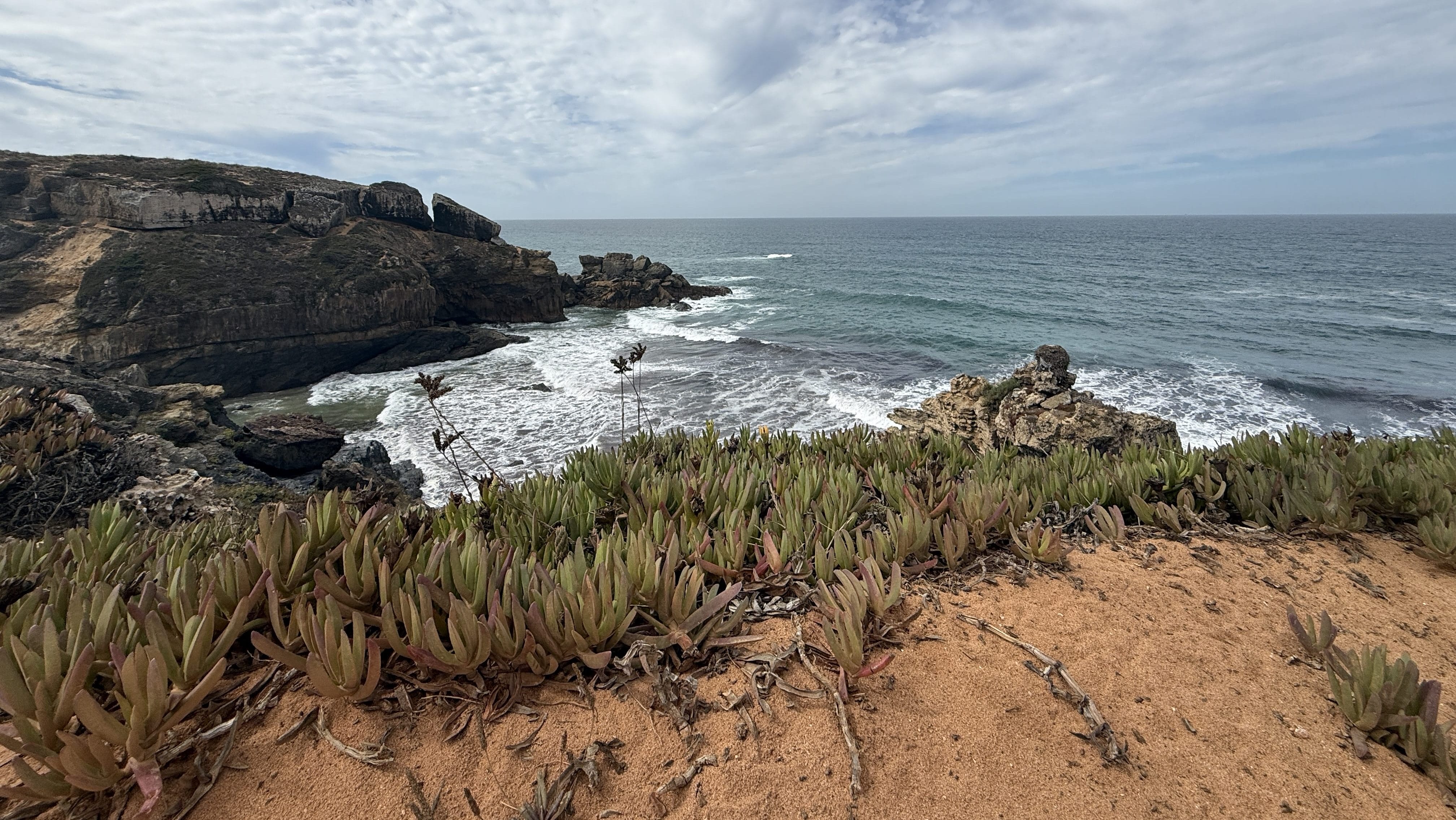 Coastal succulents growing on orange cliffs above the Atlantic on the Fishermen’s Trail in Portugal.