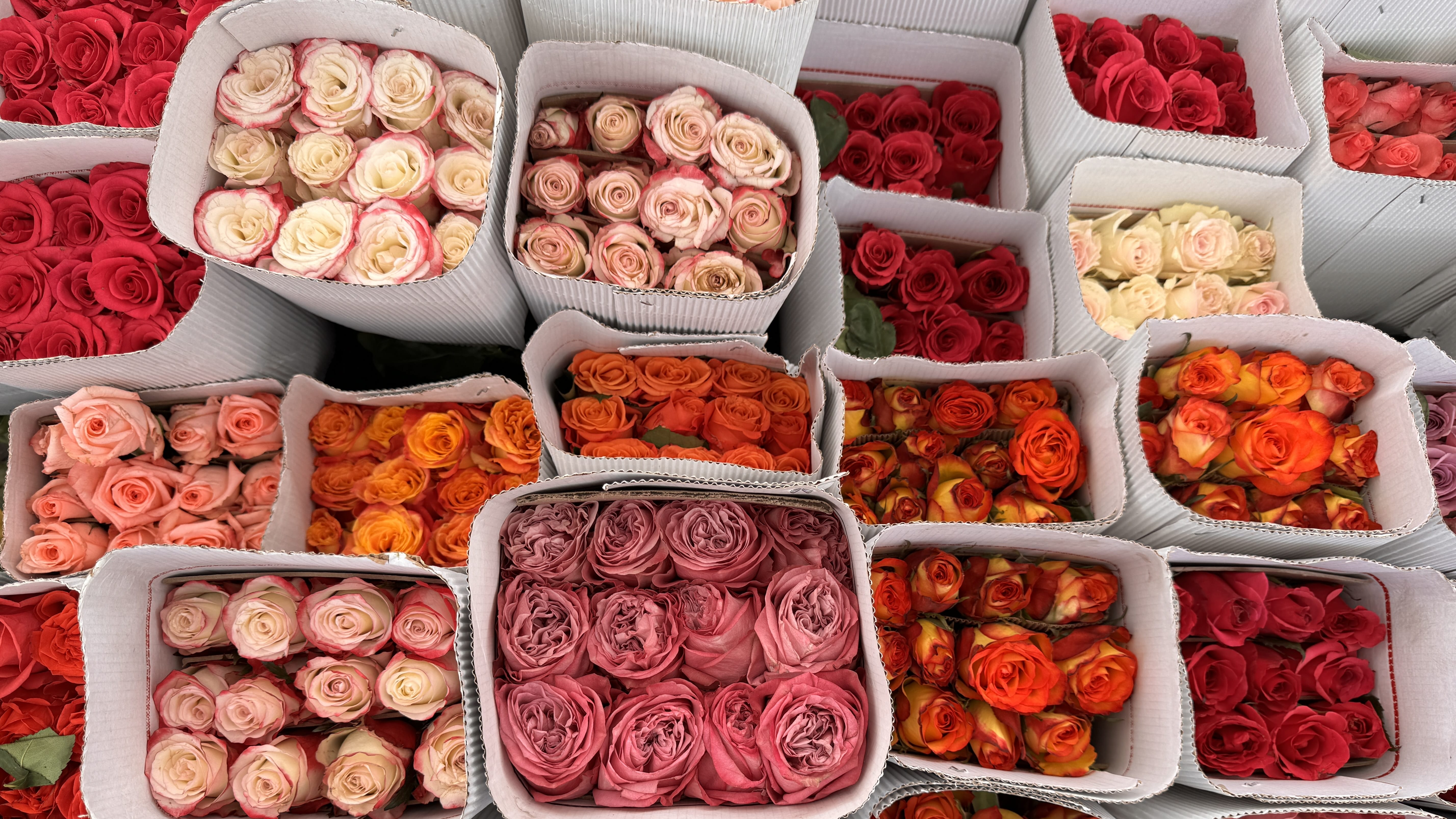 Bundles of red, pink, and white roses wrapped in paper at Paloquemao Market in Bogotá. (2 Days in Bogotá)