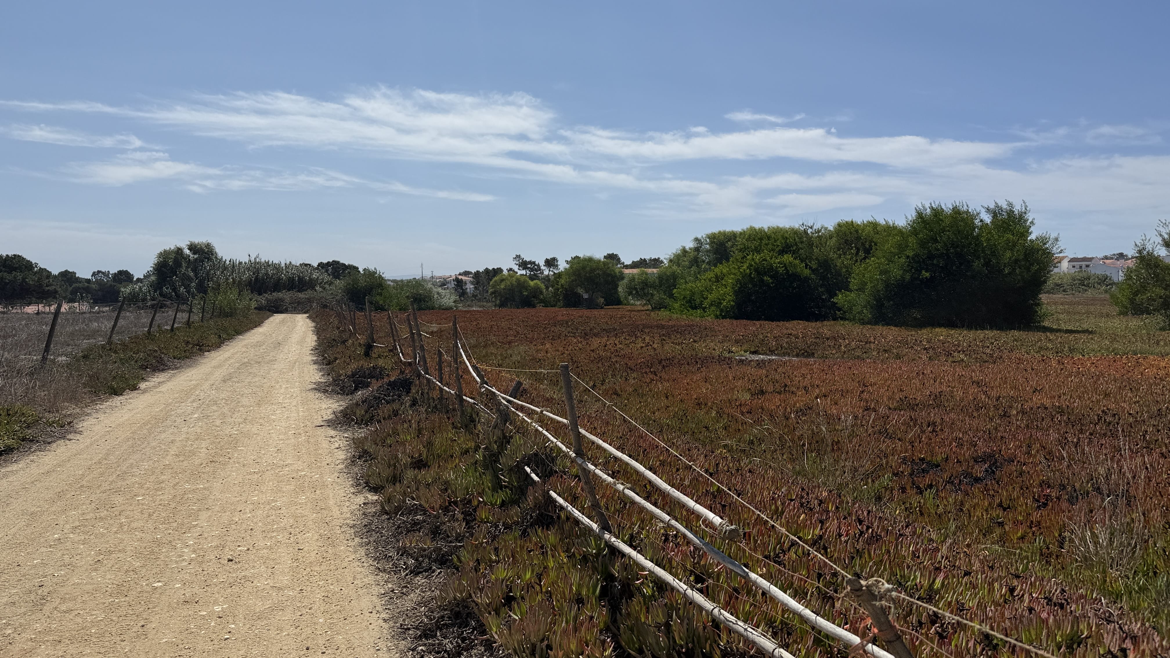 Dusty path lined with wooden fencing, leading toward Almograve with red ice plants on the ground.