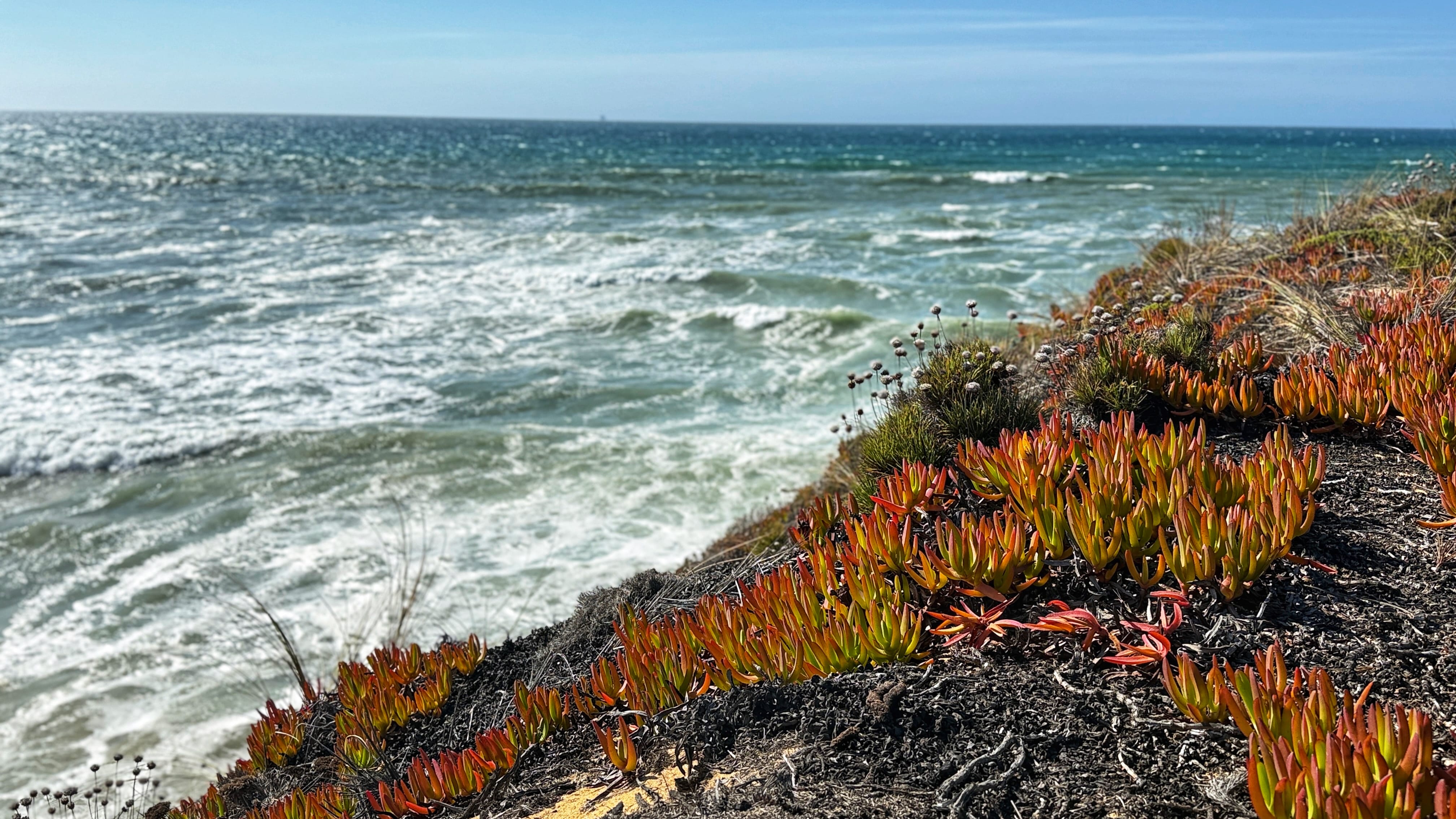 Coastal succulents growing along a cliff above the Atlantic Ocean on the Fisherman’s Trail.