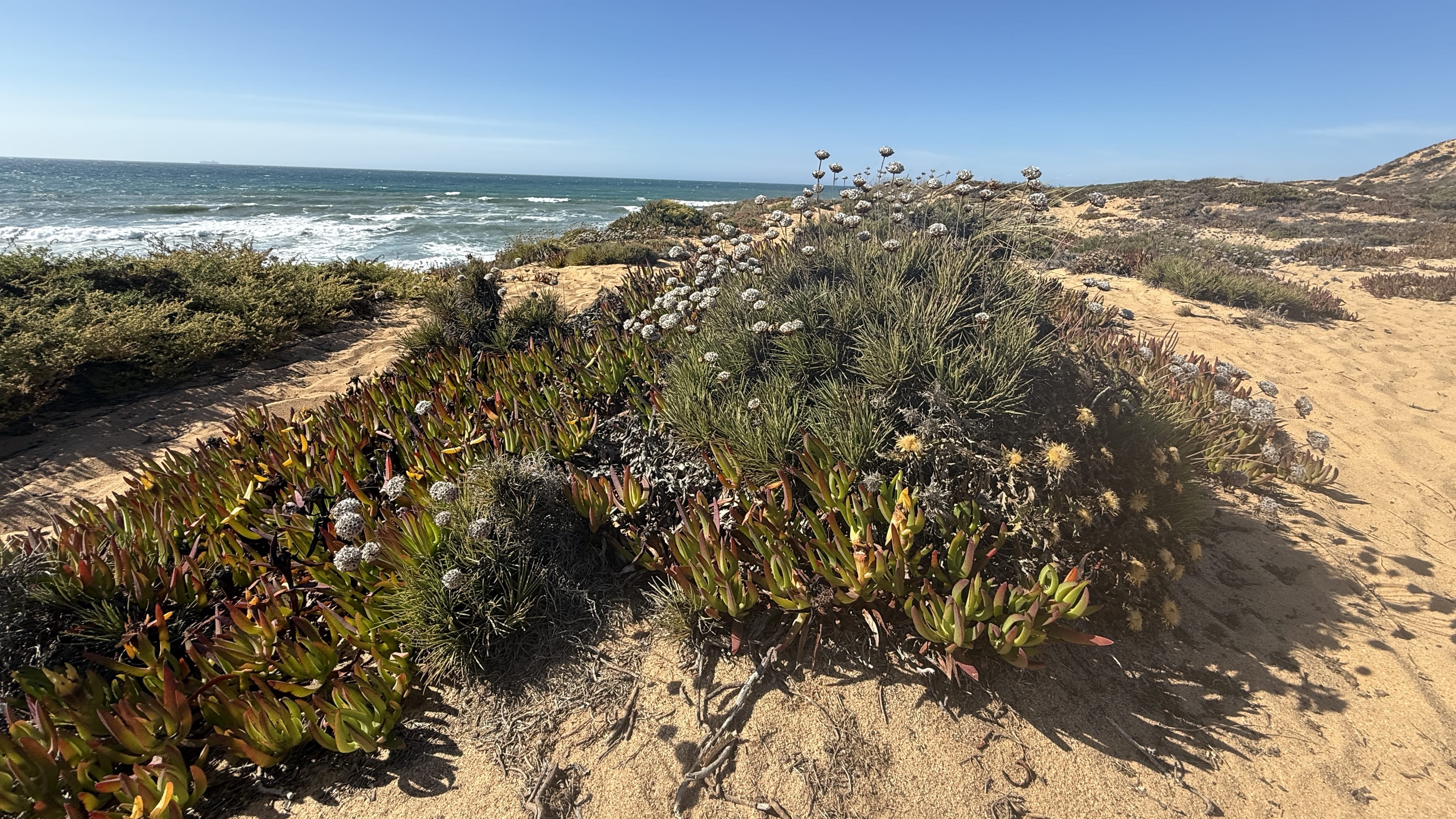 Rugged coastal view with hardy plant in foreground, jagged rocks, and Atlantic Ocean on Portugal’s Fishermen’s Trail.