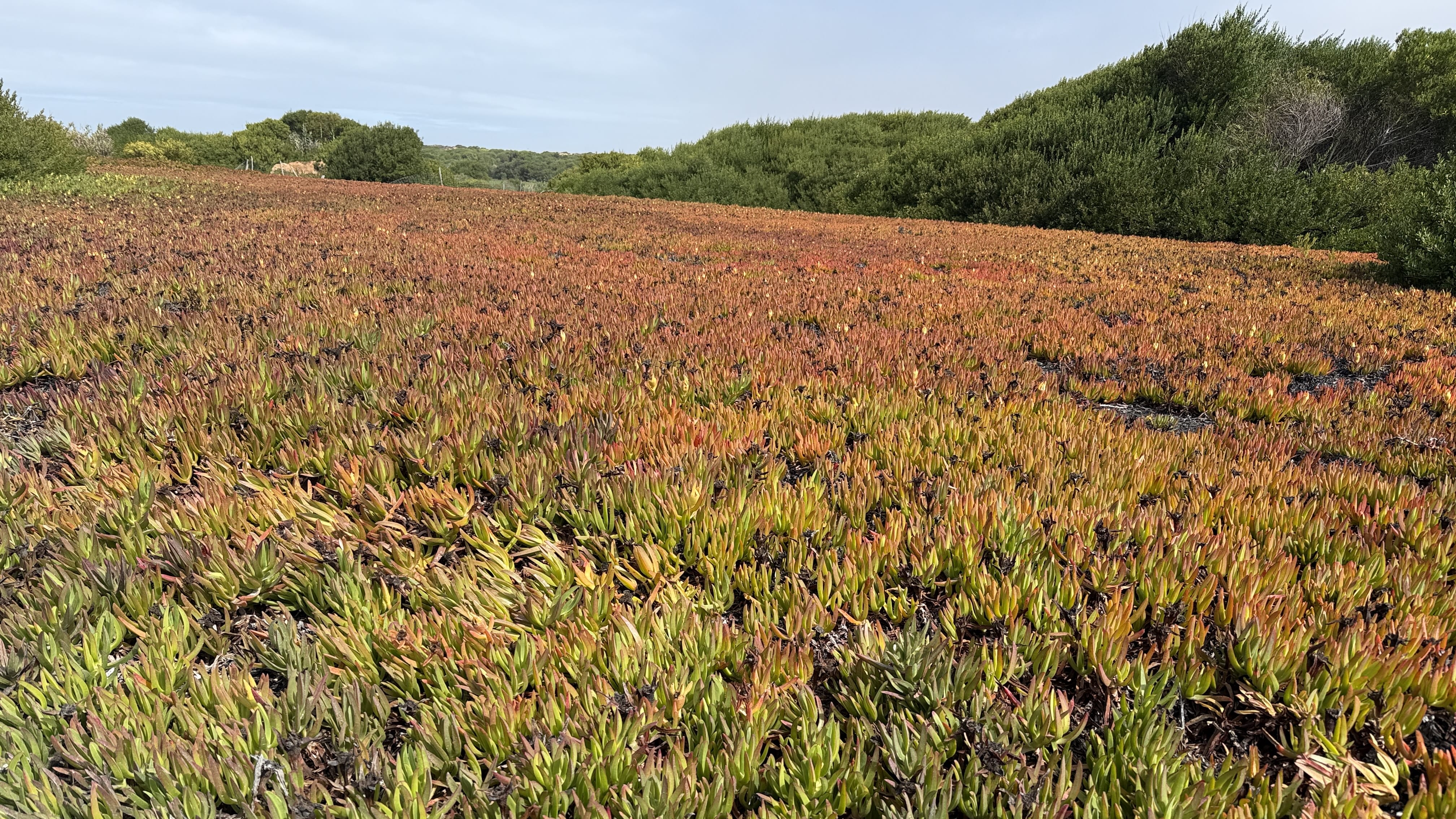 Coastal succulents covering the Alentejo cliffs in Portugal, their red and orange tones spreading like a blanket along the ground.