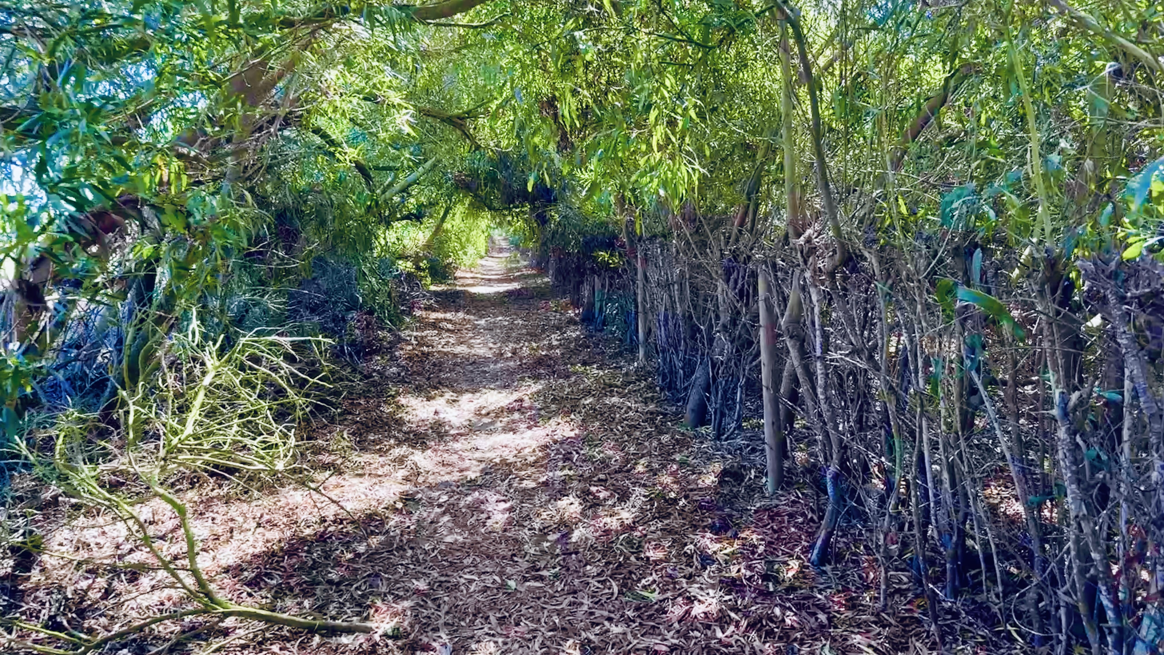 Shady tunnel of trees covering the Fisherman’s Trail footpath near Odeceixe, Portugal.
