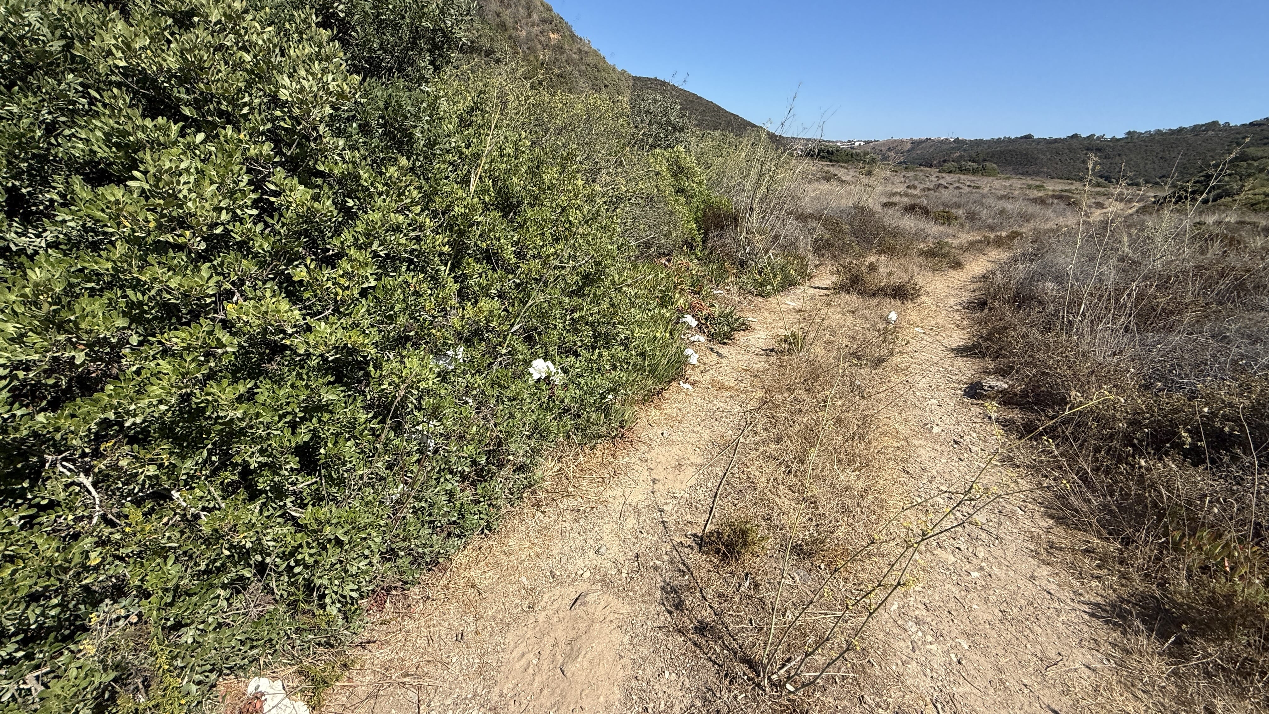 Hiking path with bushes and scattered toilet paper litter along the Fishermen's trail.
