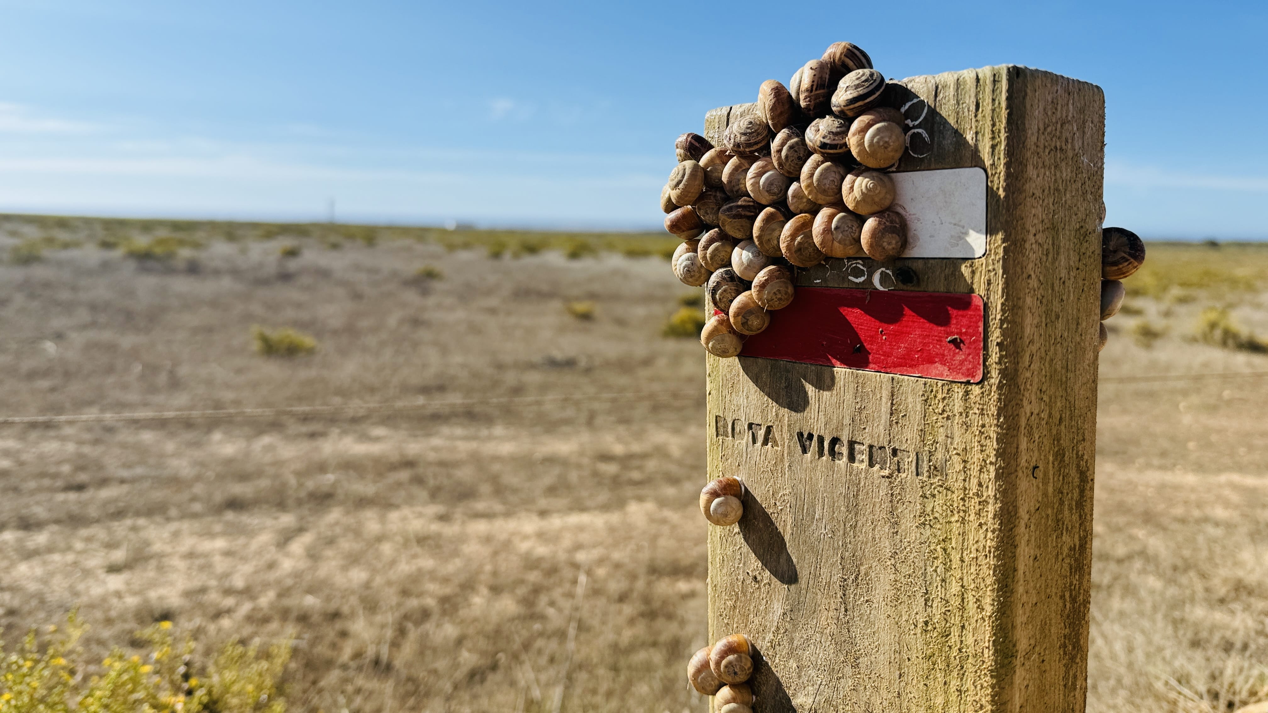 Cluster of snails on a wooden Rota Vicentina trail marker in the fields near Vila do Bispo, Portugal.