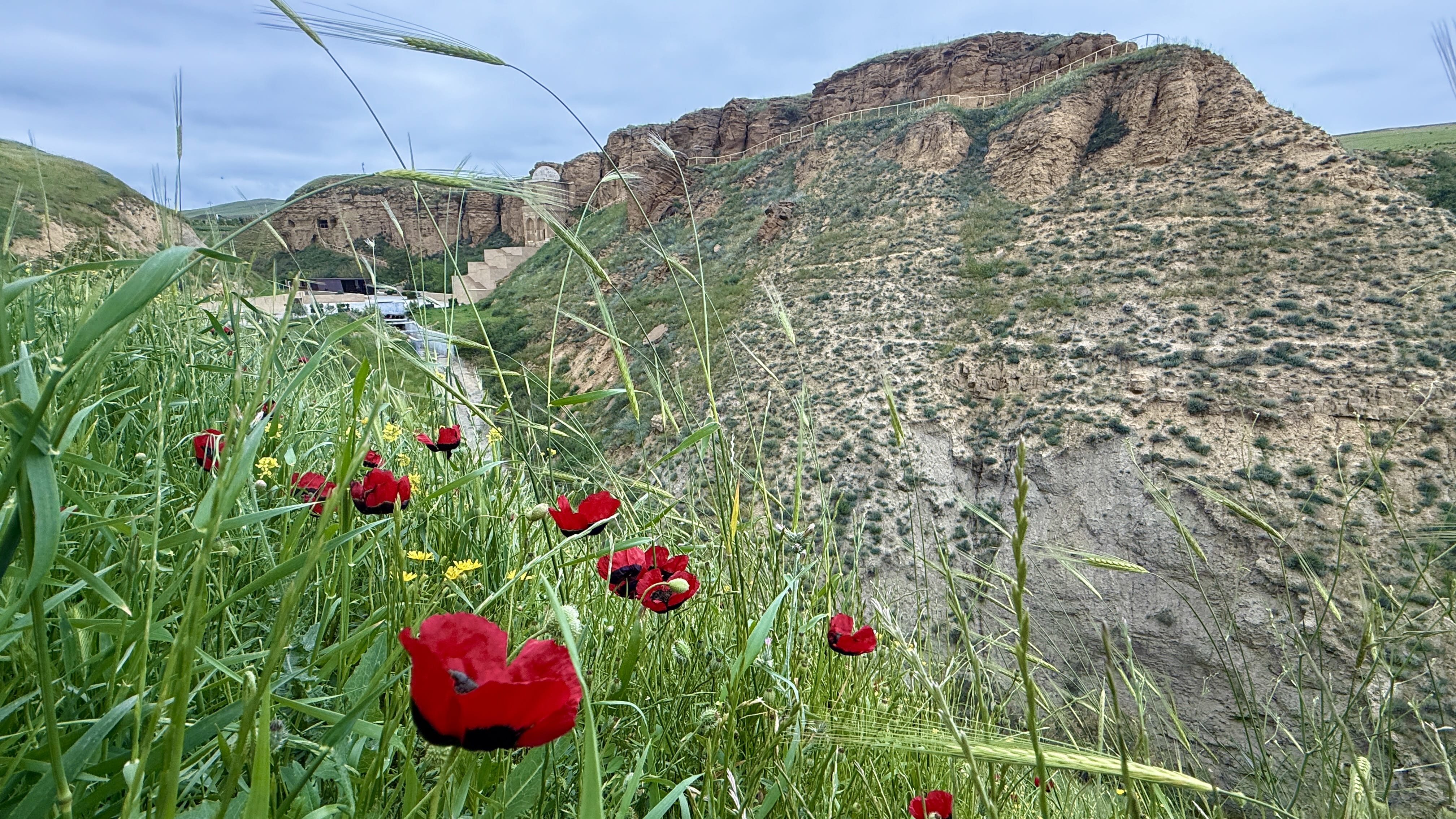 Red poppies and wildflowers growing near Diri Baba Mausoleum in Gobustan, Azerbaijan, during 7 Days in Azerbaijan.