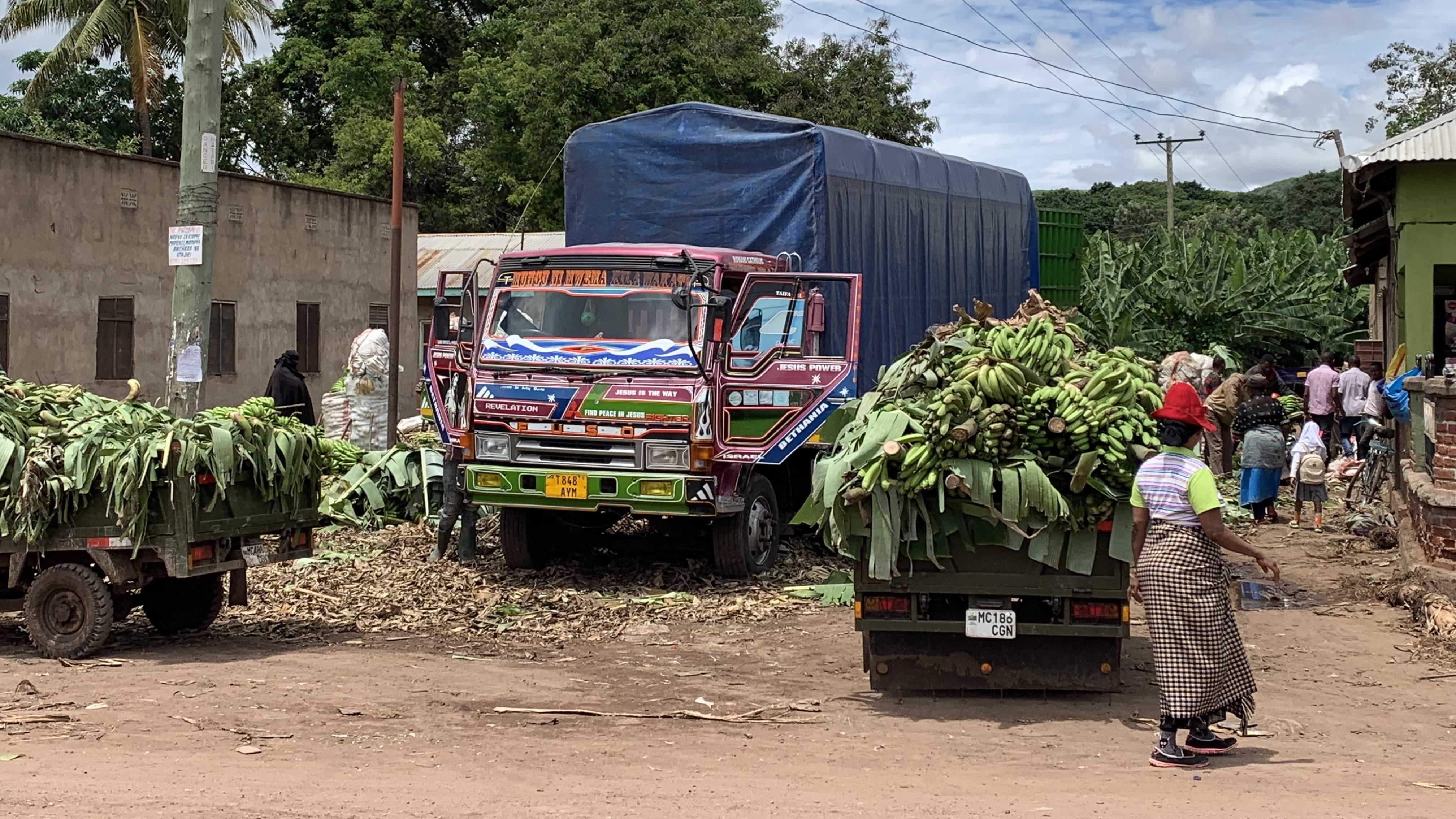Trucks loaded with green bananas at a busy roadside market in Mto wa Mbu, Tanzania near Lake Manyara.