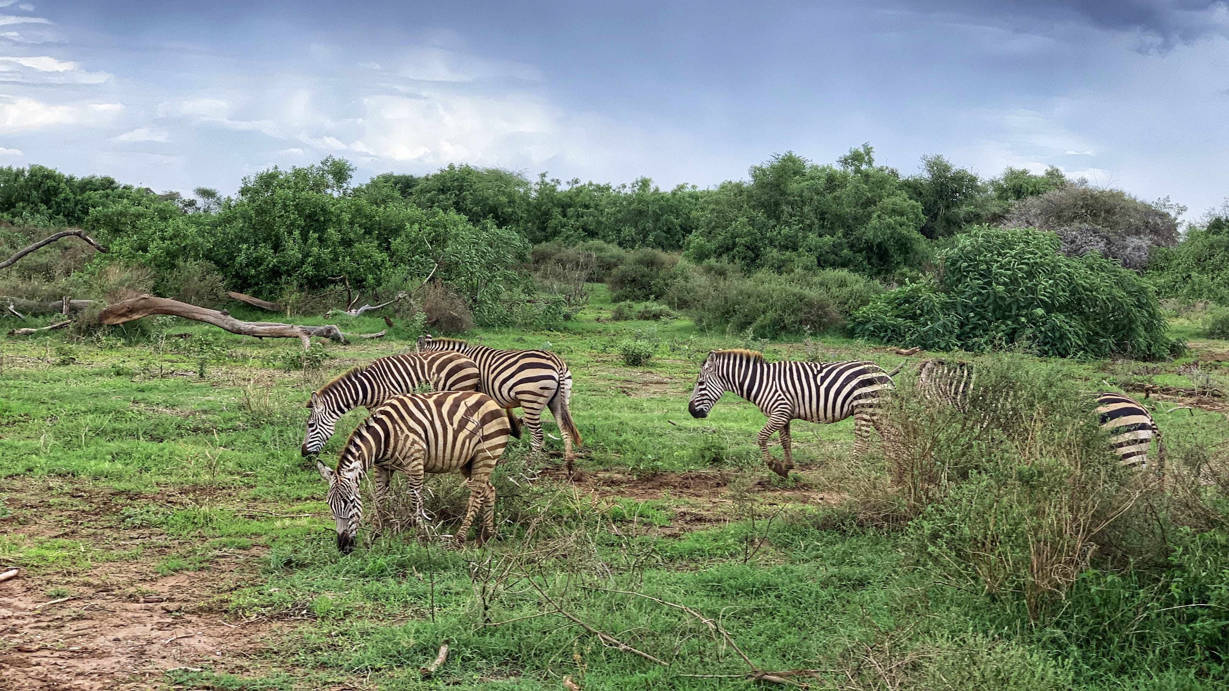Herds of zebras grazing on green grass in Lake Manyara National Park, Tanzania